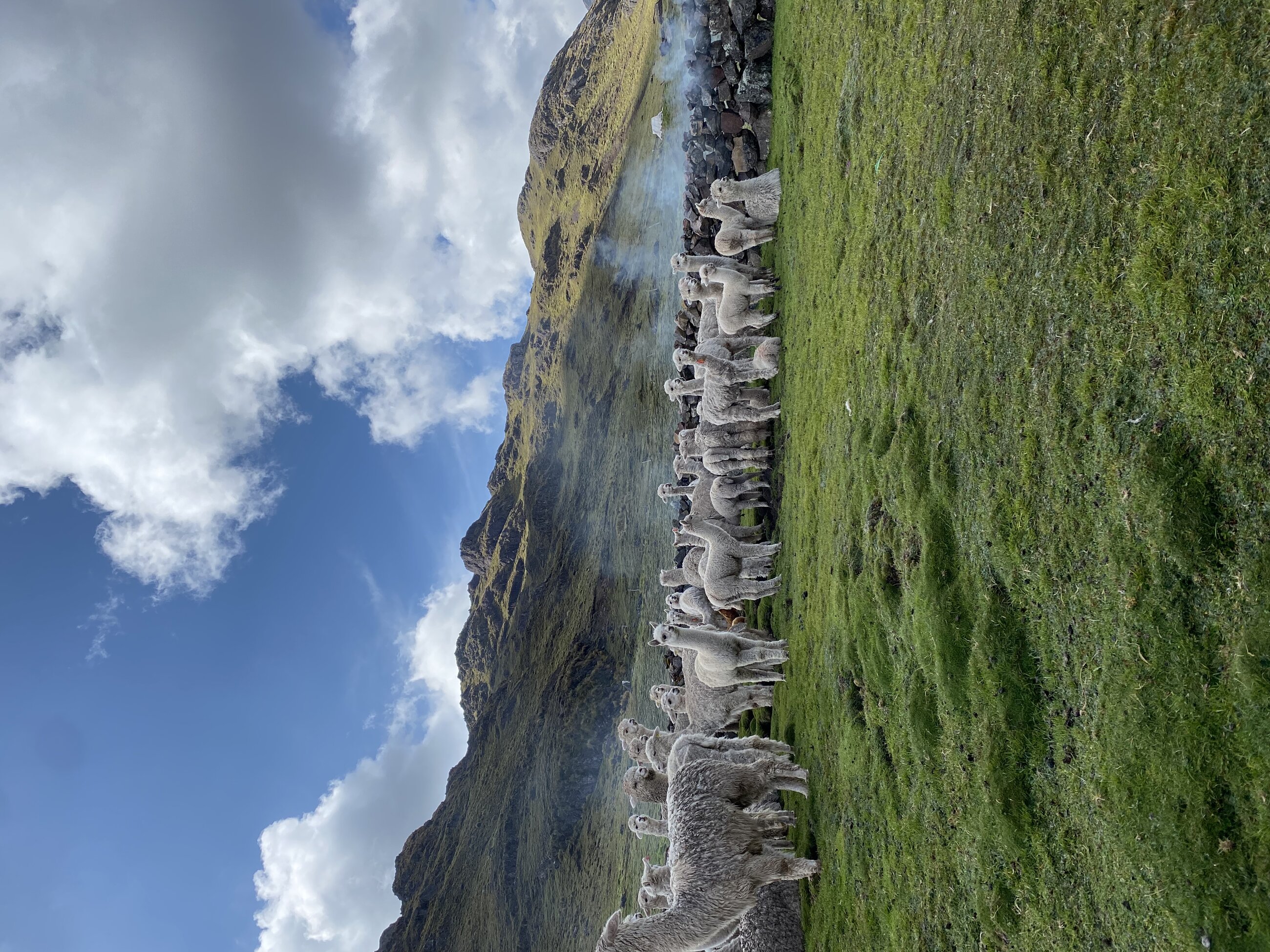 Peruvian Alpaca farm in the Sacred Valley