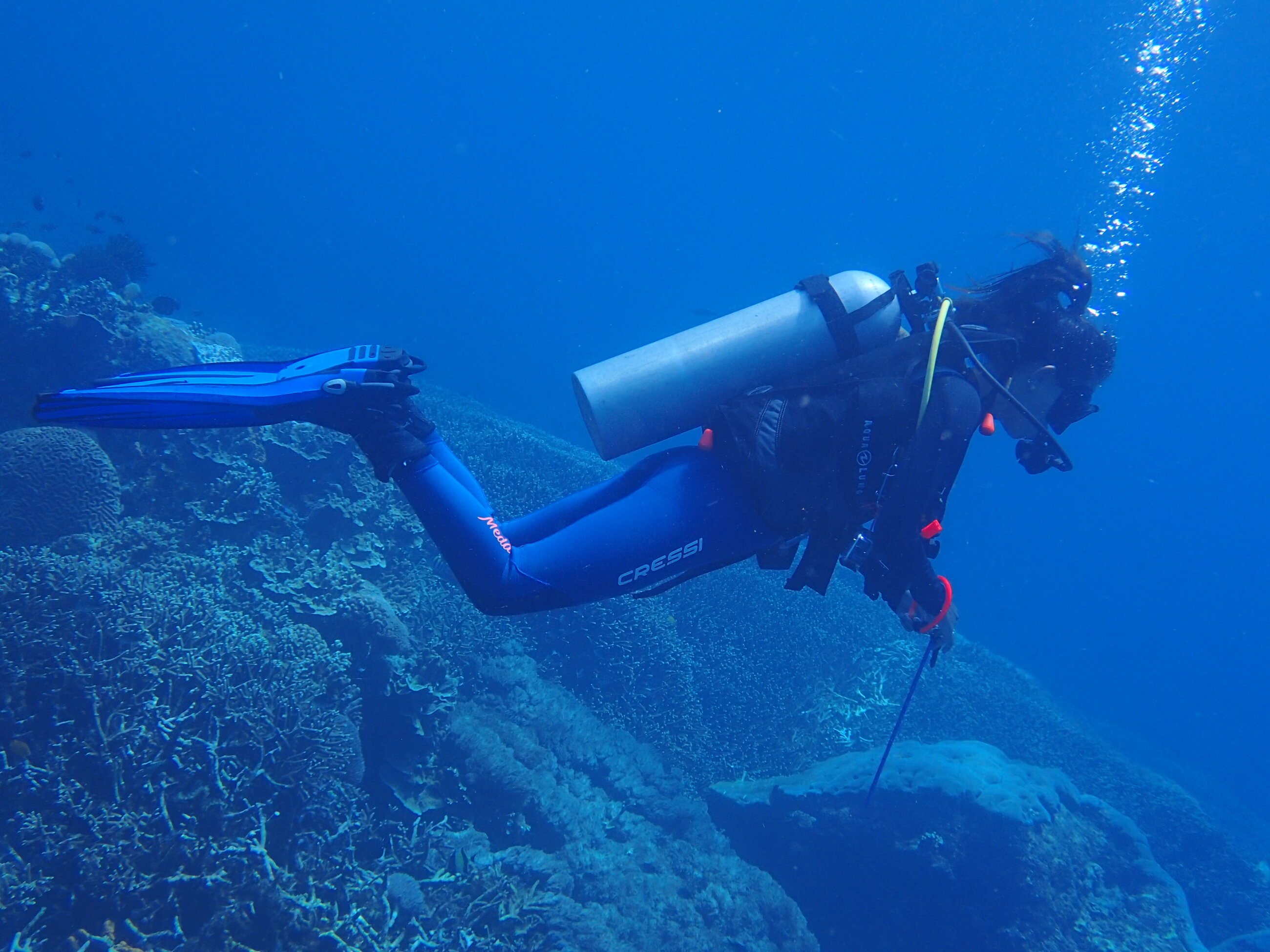 Diving!