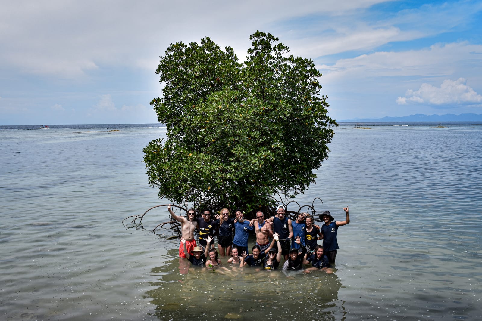 Mangrove planting
