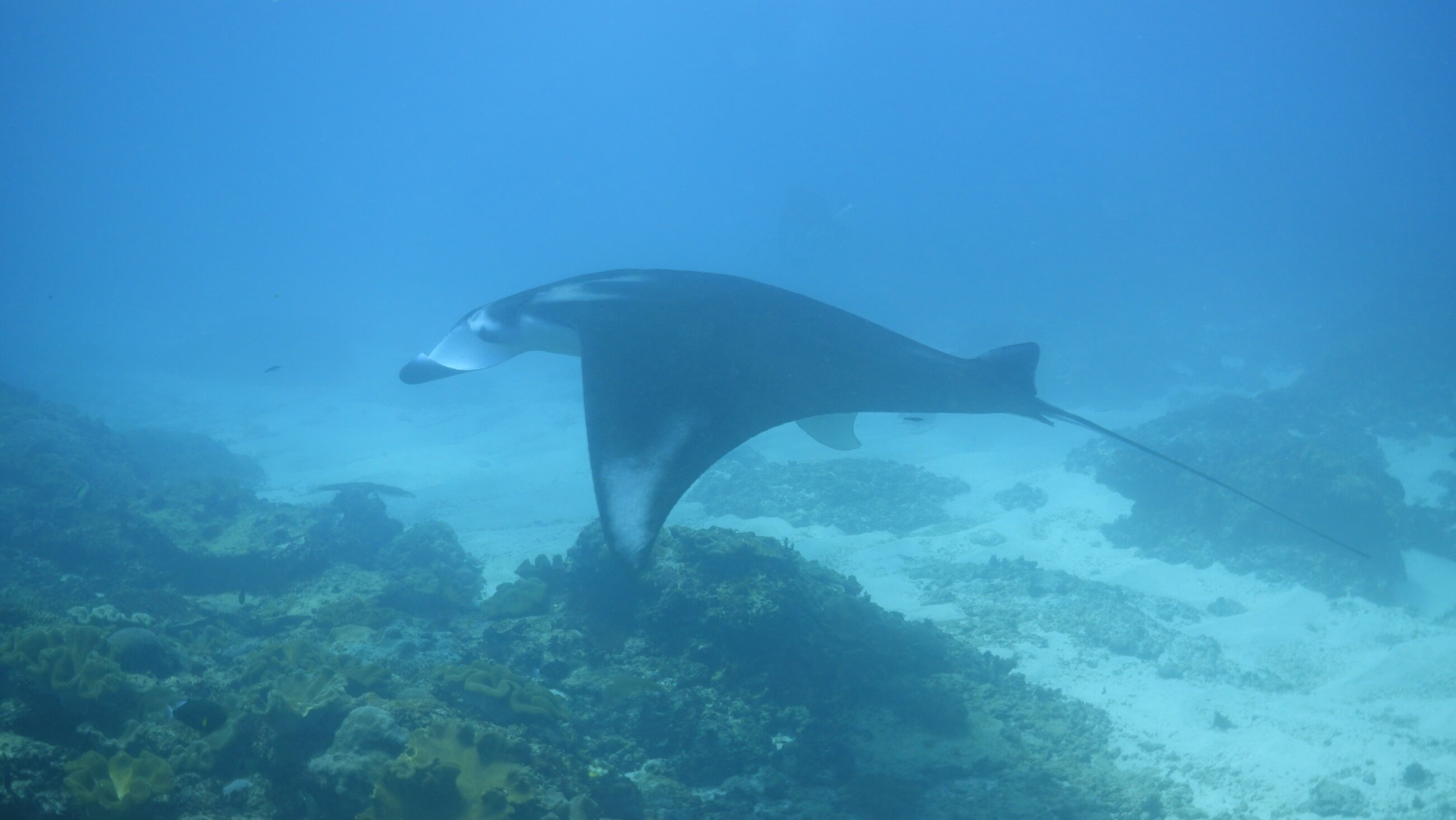 Beautiful reef manta