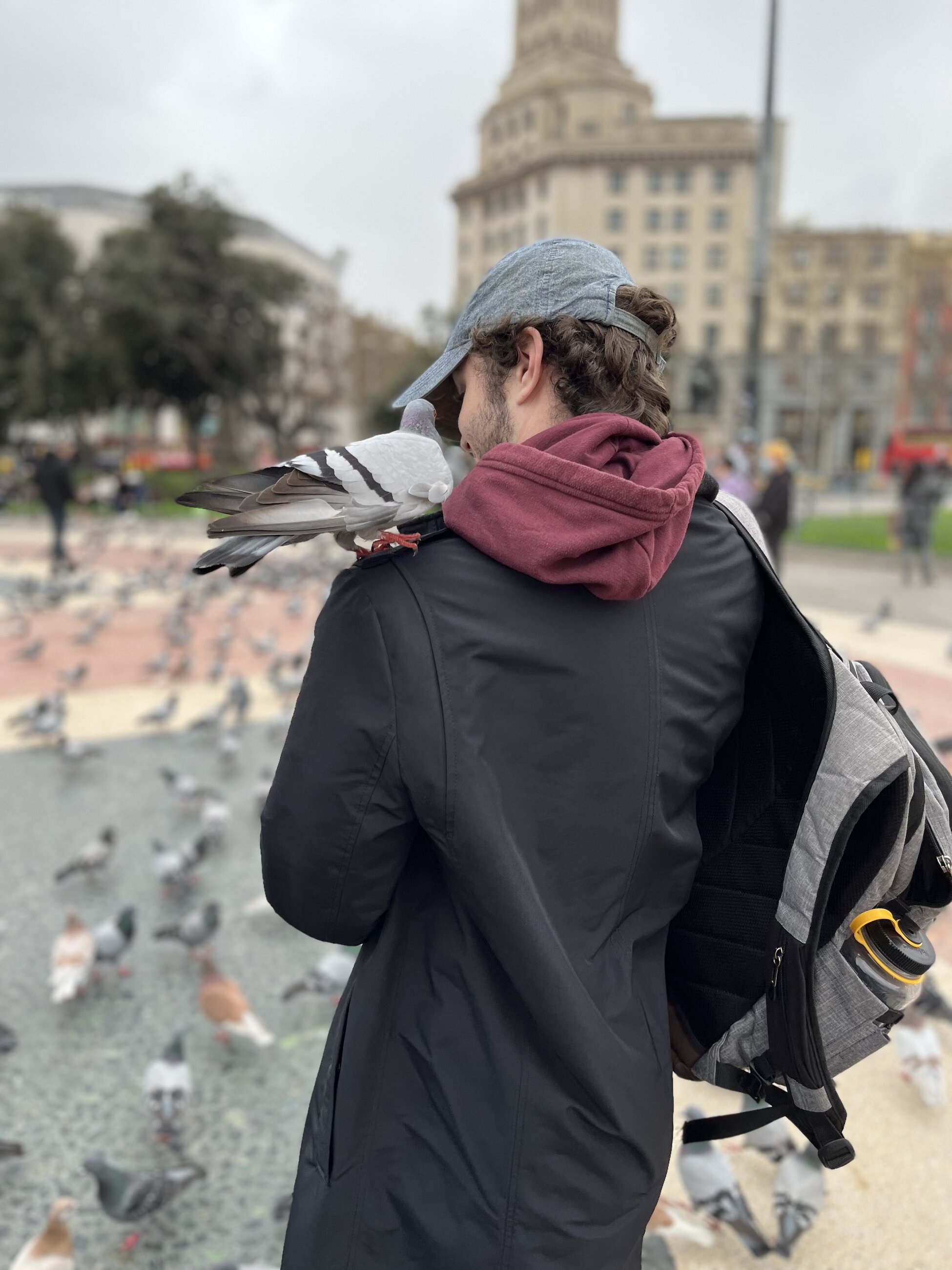 Pidgeons in Placa Catalunya