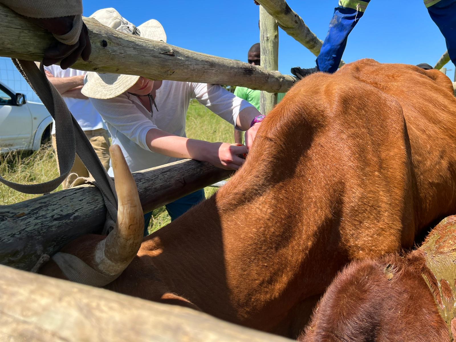 Farm work - including cattle, goats, and sheep.