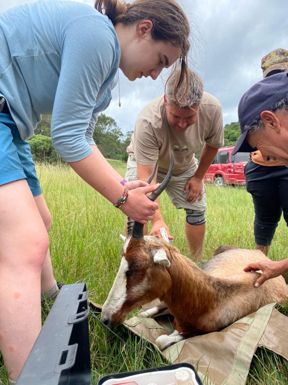 Game capture and relocation.