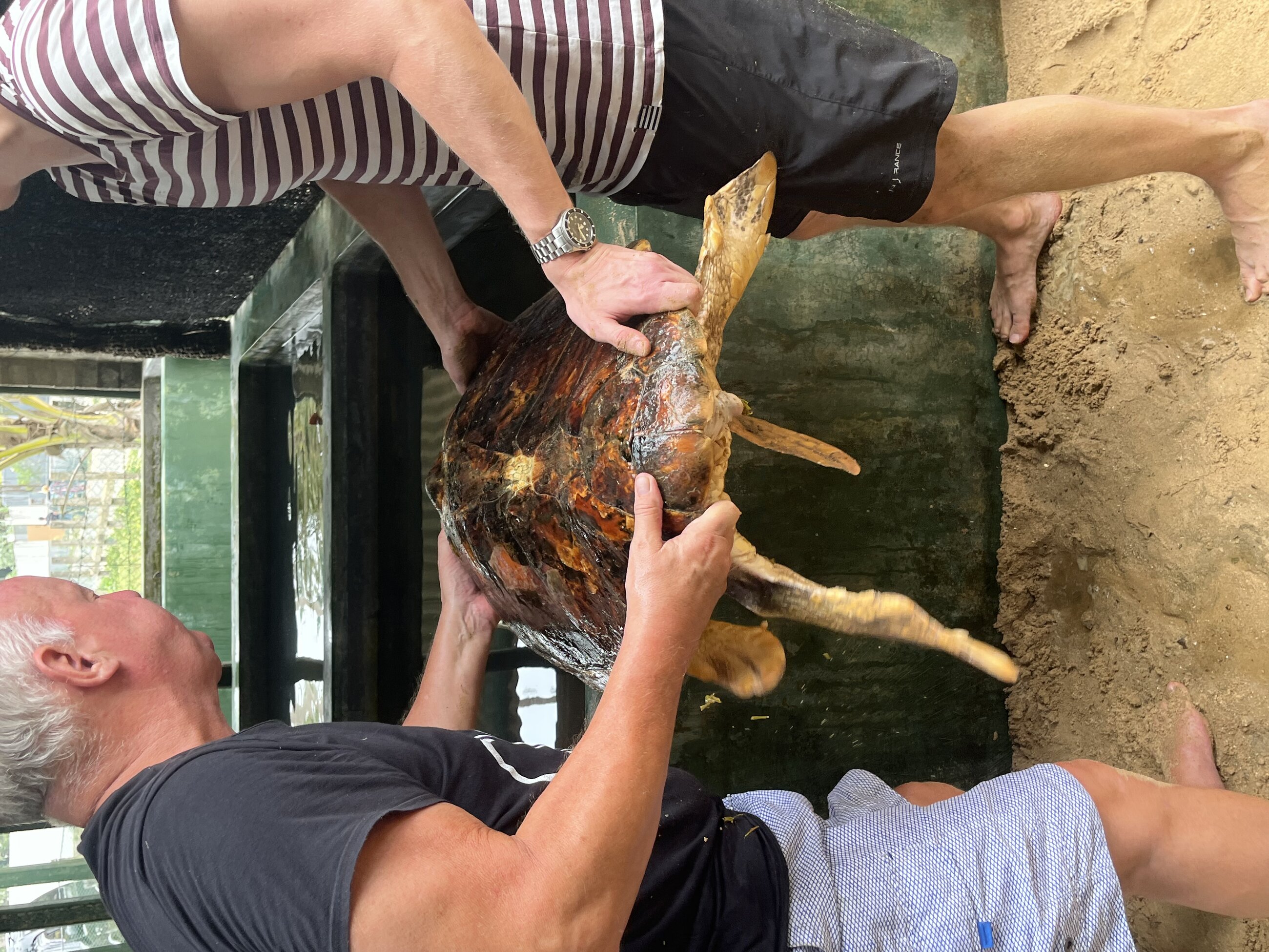 Putting clean Turtle back in tank