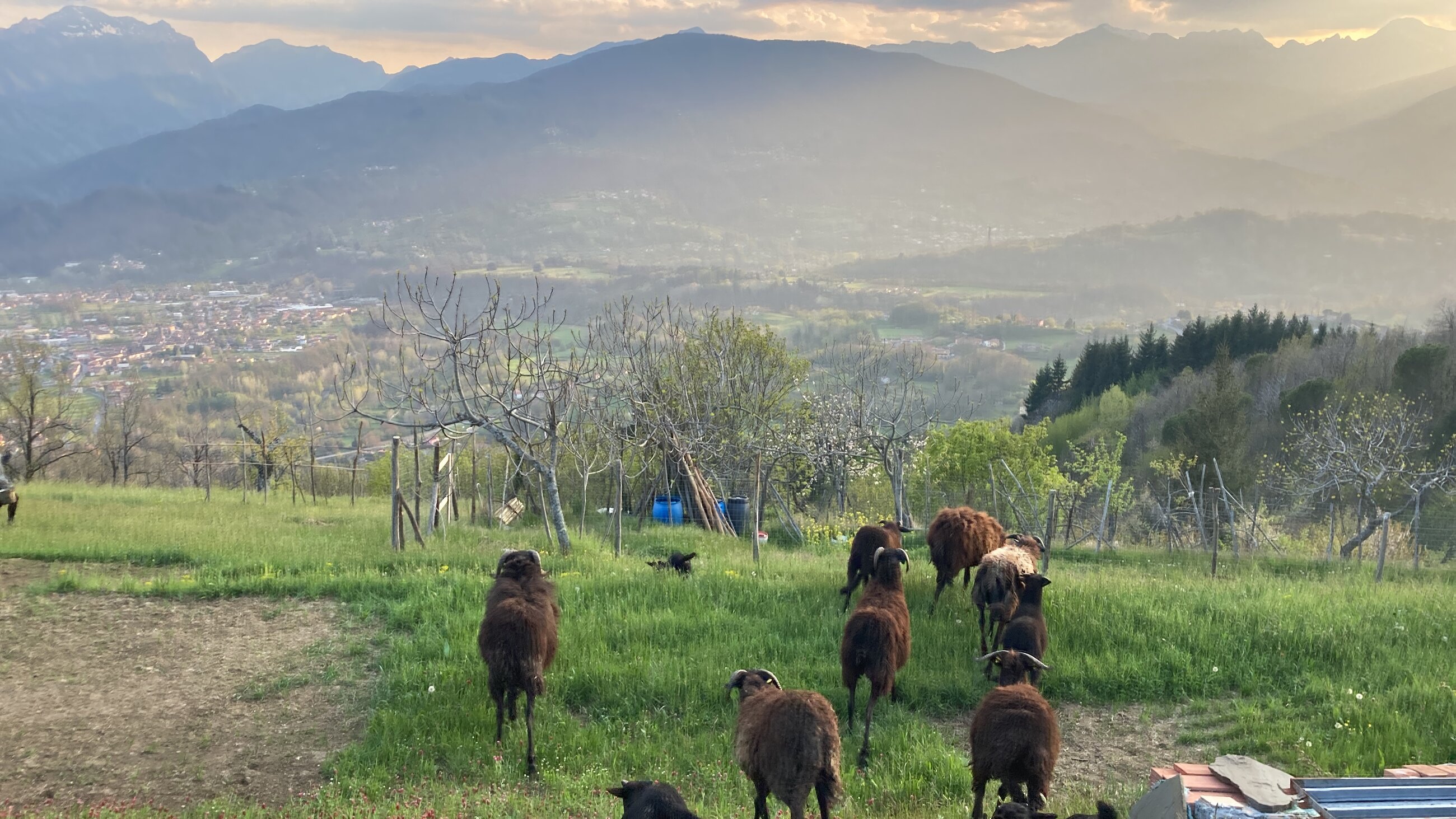 sheep herding in the mountains of northern italy🐏