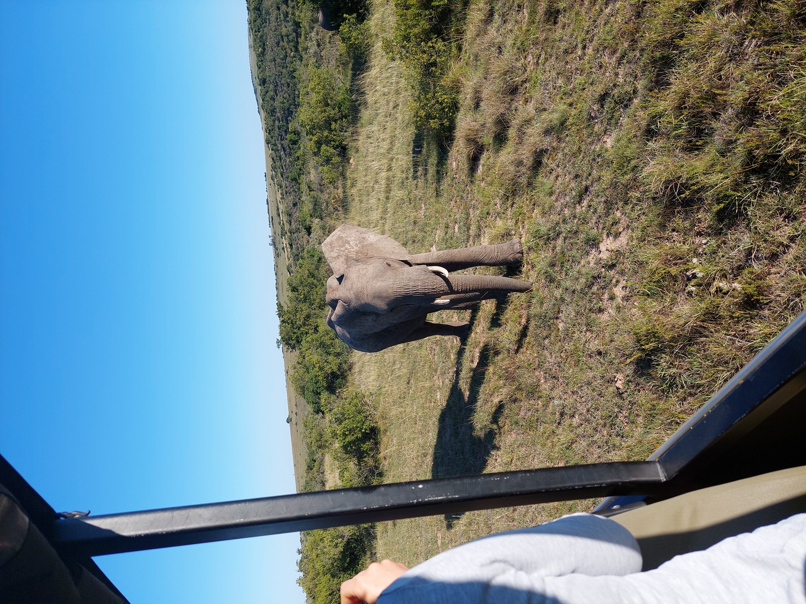 Elephant close encounter 