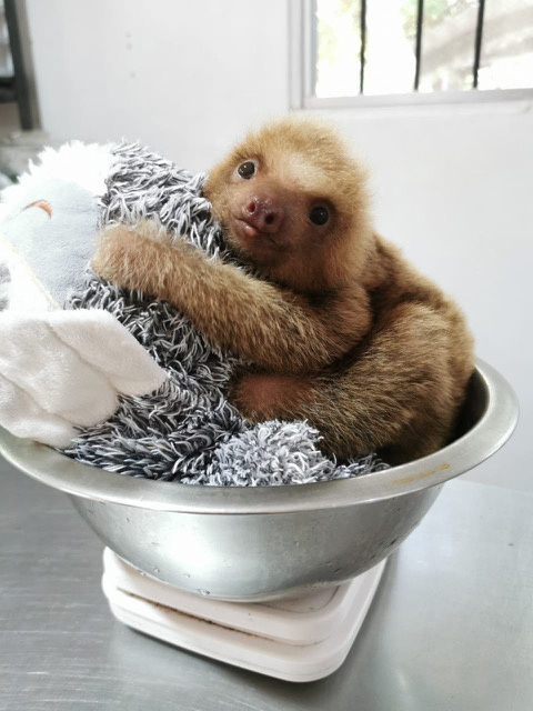 Baby Sloth