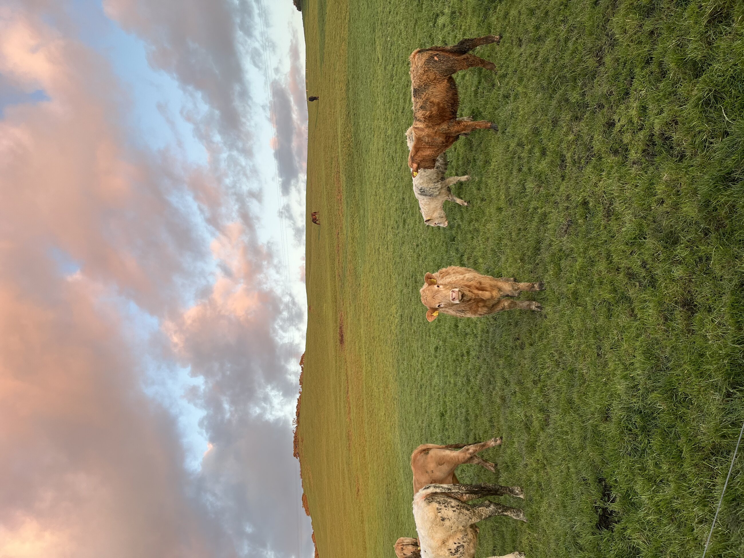 cows in doolin