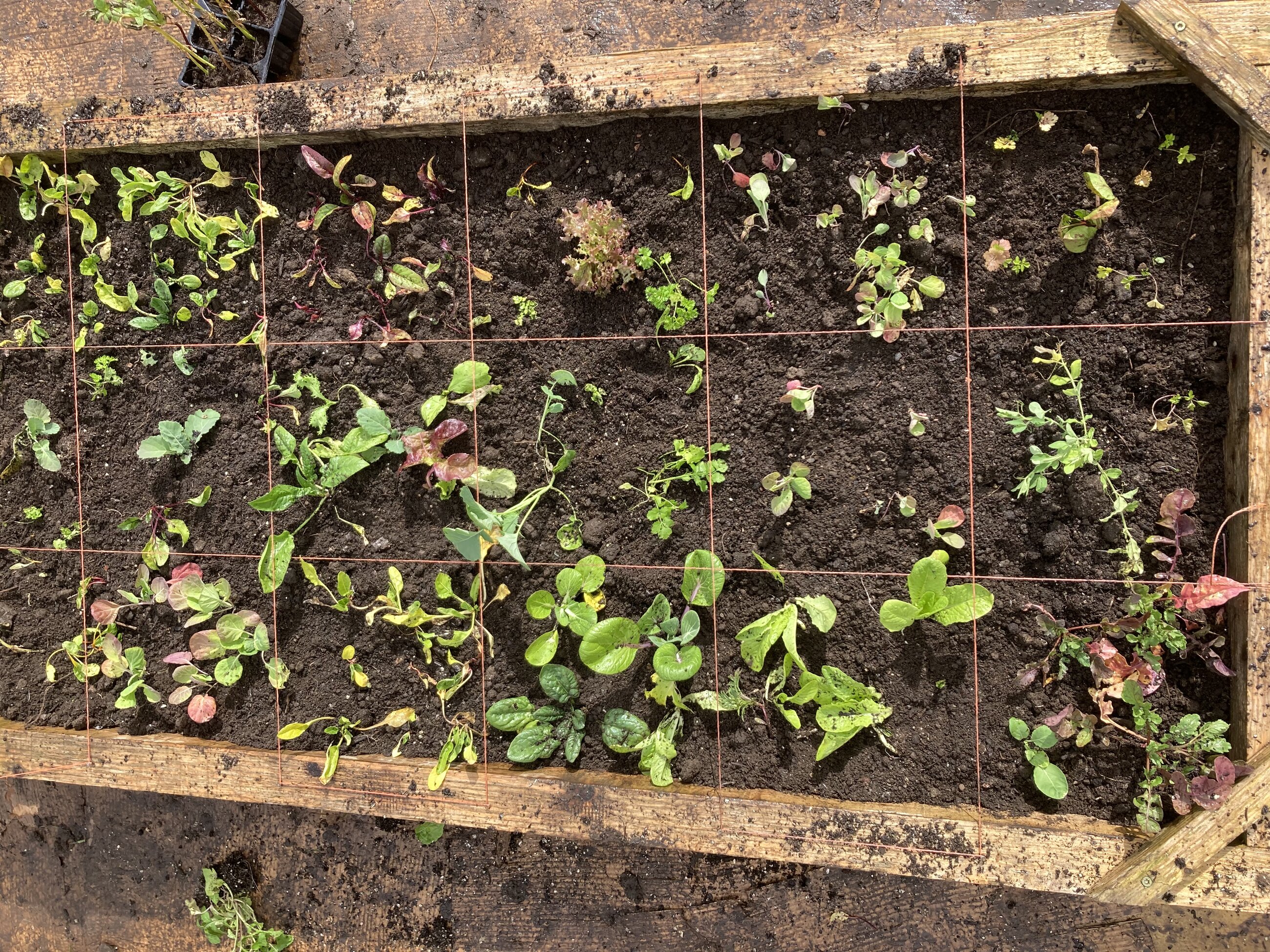 Gardening!
