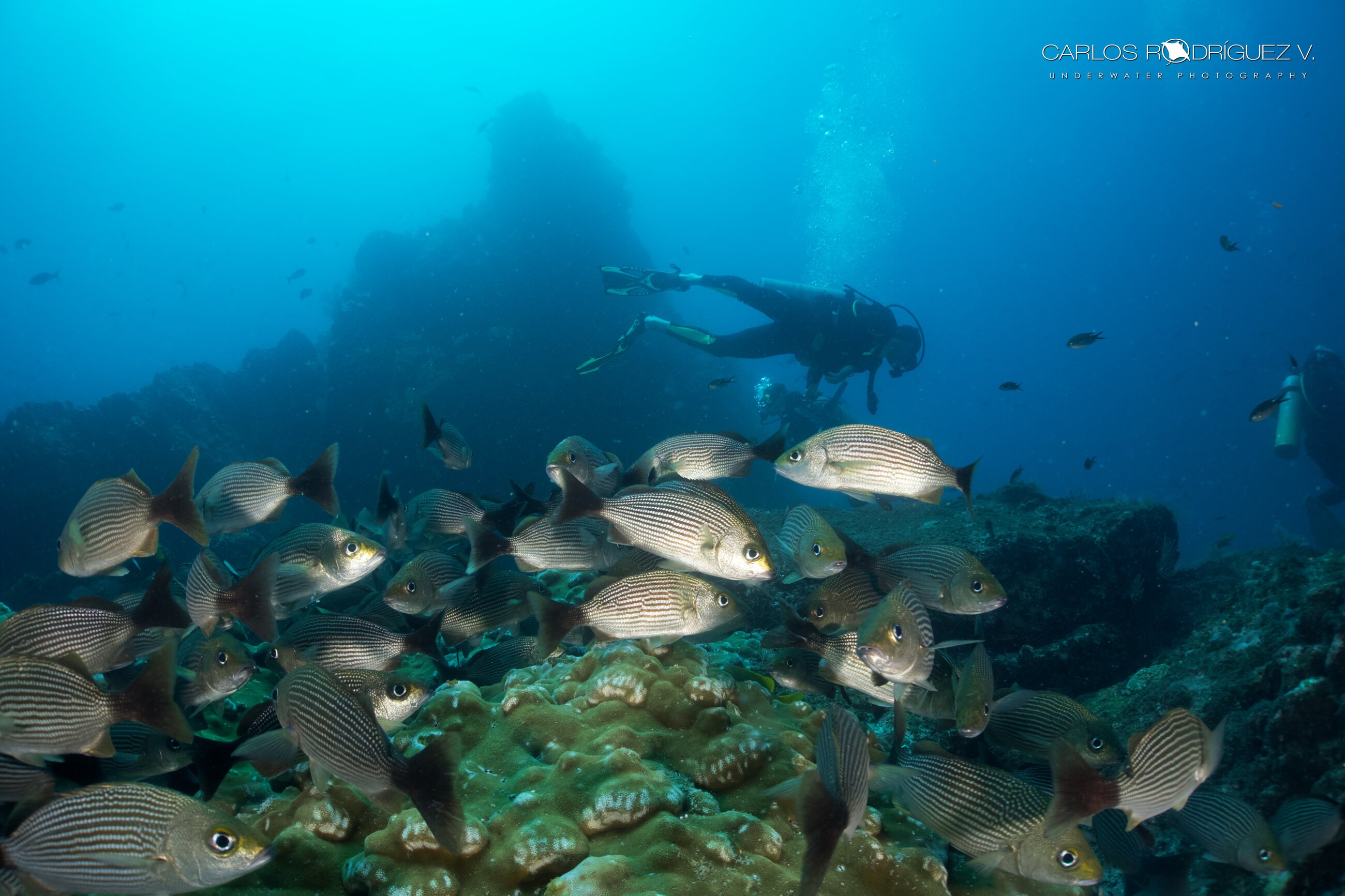 Isla del Caño dive