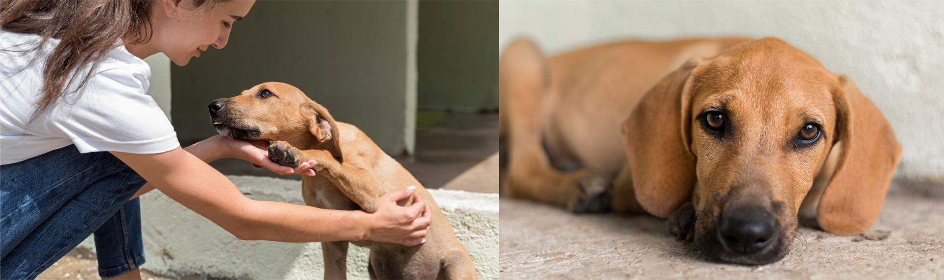 Volunteer with dog