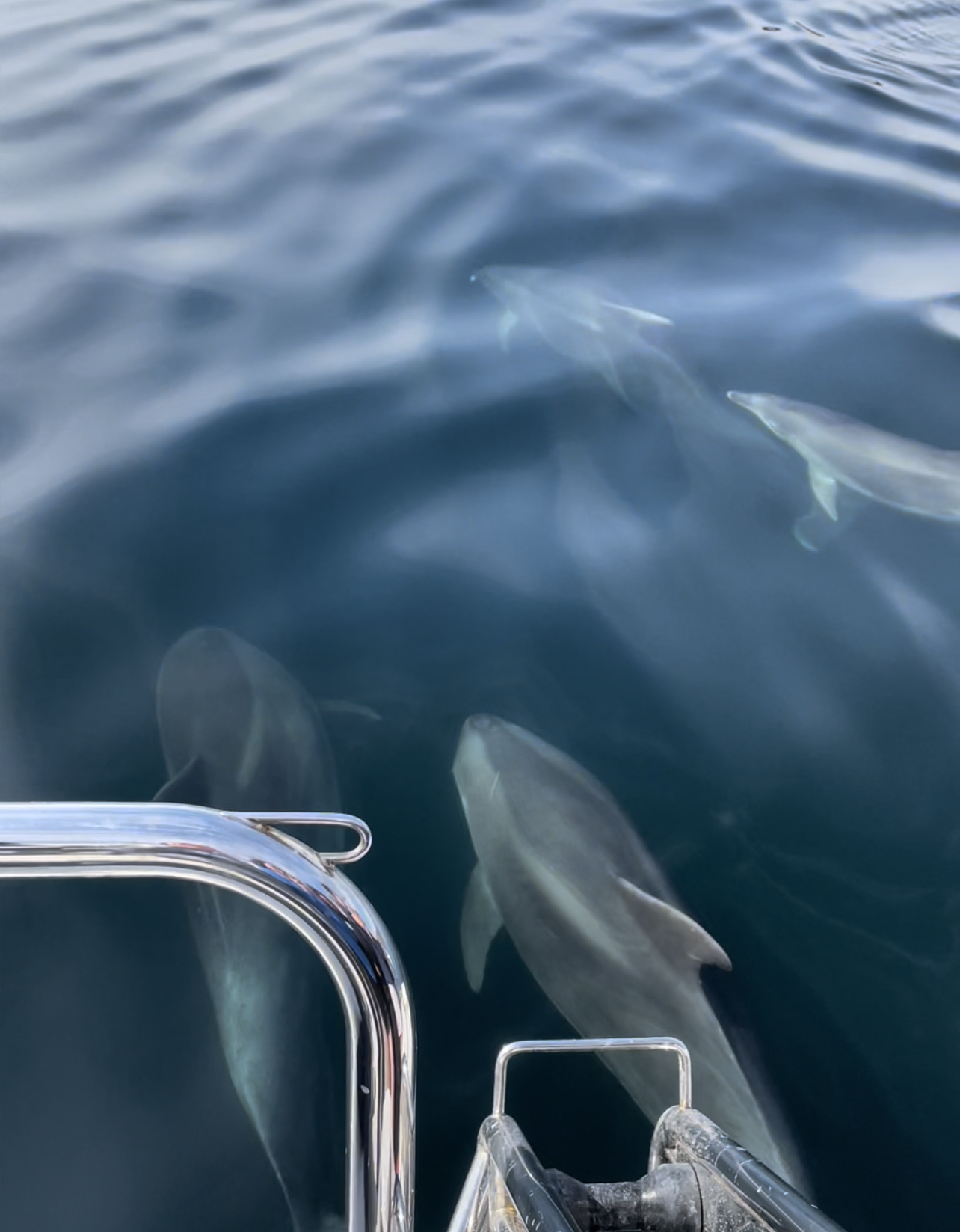 Dolphins on our fishing trip