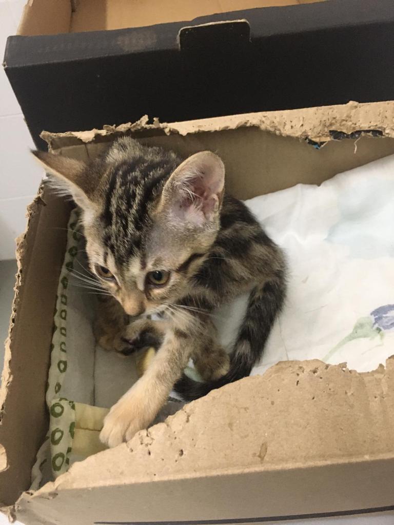 Kitten