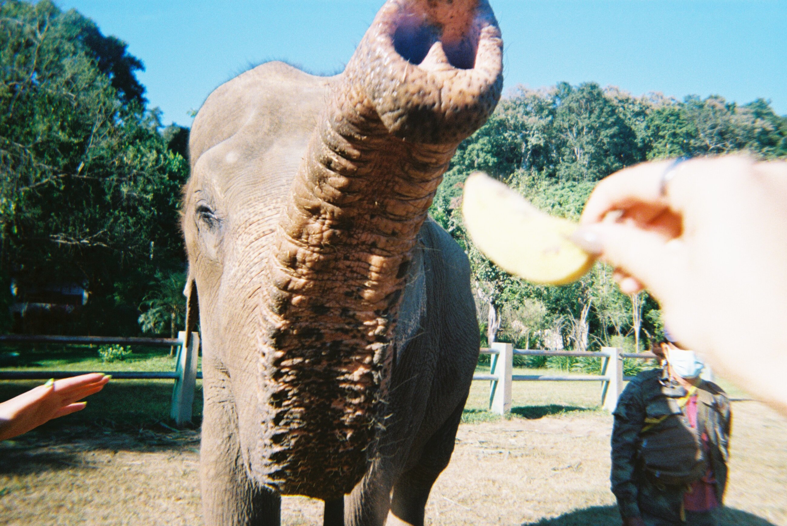 You HAVE TO visit an Elephant Sanctuary; we were able to visit this one in Chiang Mai over a long weekend! We fed, bathed, and learned more about one of Thailand's most amazing creatures(: