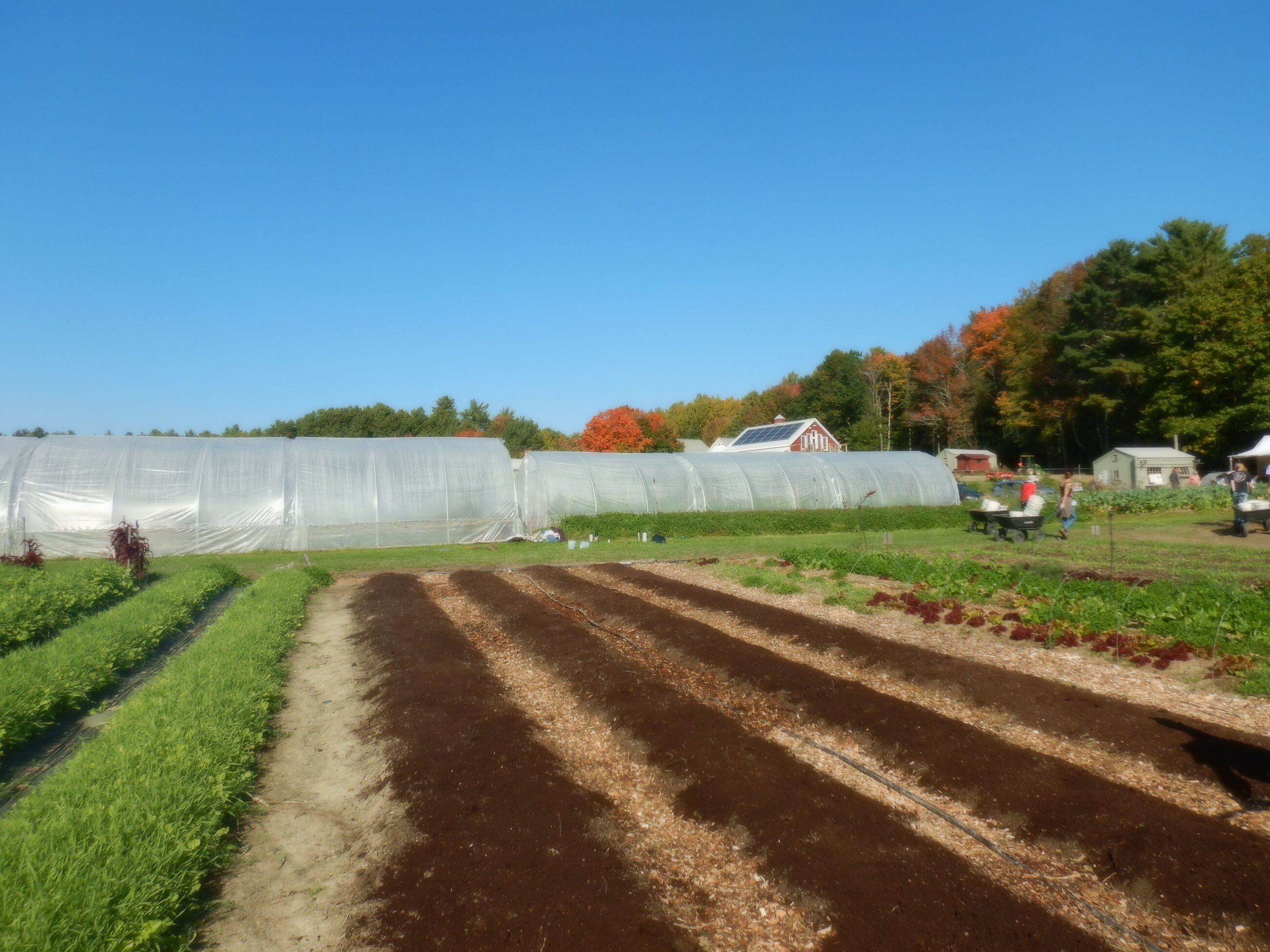 awesome day volunteering @ a local farm and learning about food insecurity