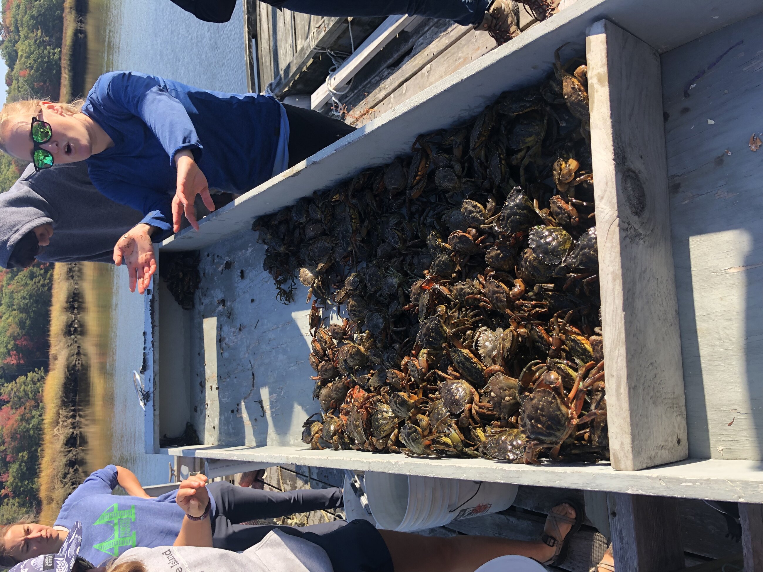 green crab lesson!