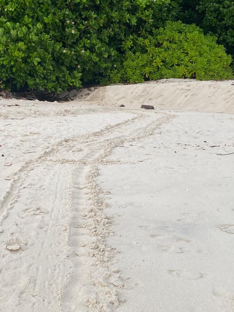 Turtle Track