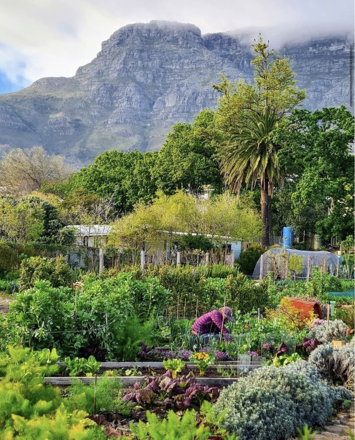 OZF Farmers Market, Cape Town, South Africa