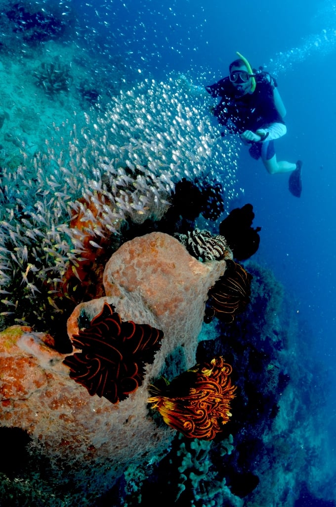 Diving in Nusa Lembongan