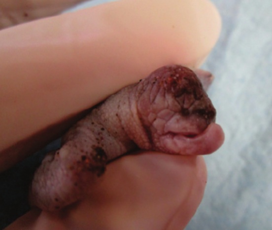 Albino Golfina embryo with malformations
