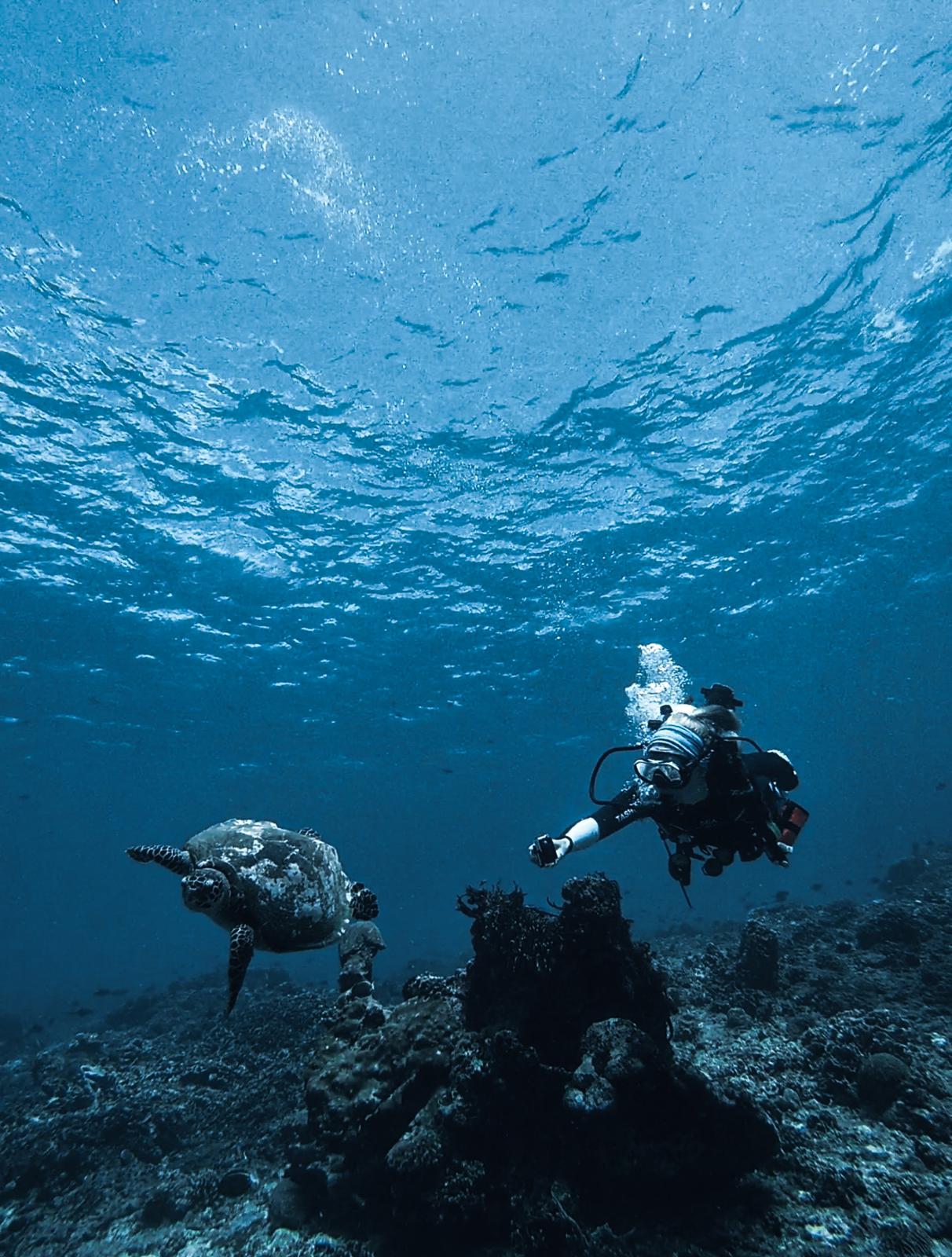 Getting turtle IDs