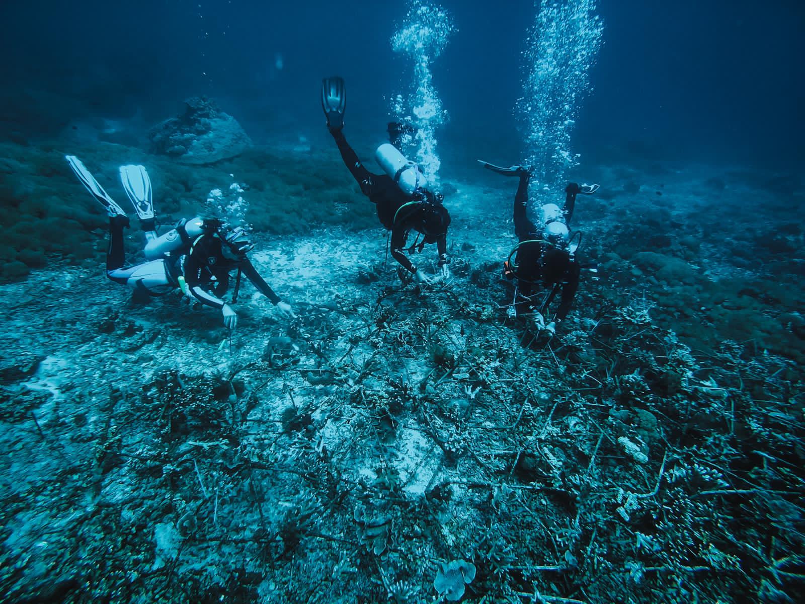 Coral conservation work