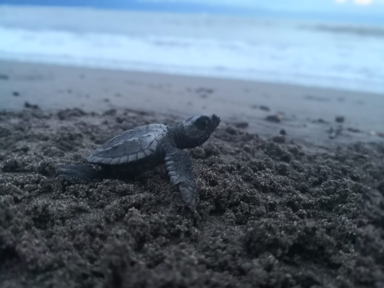 Liberación de crías de tortuga golfina
