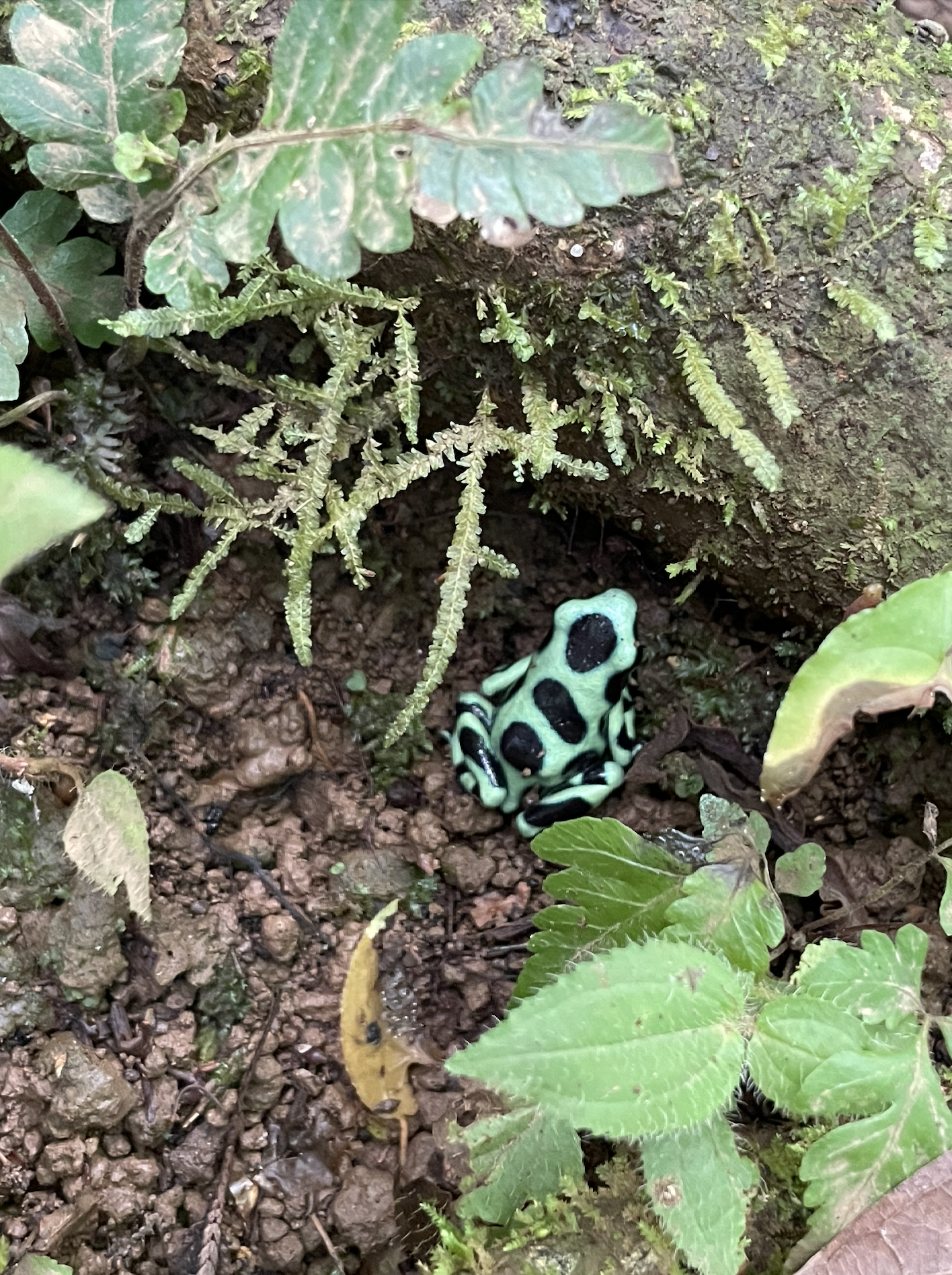 One of many Poison Dart Frog species in the Bocas del Toro Archipelago