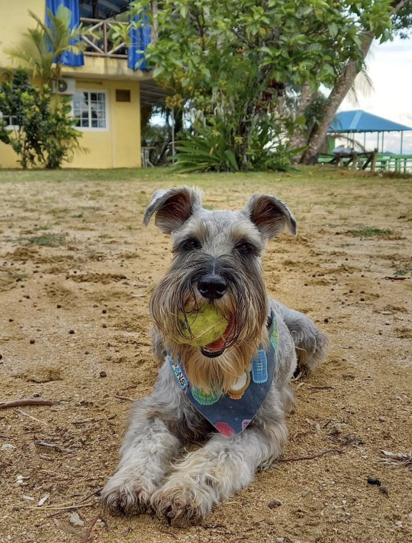 One of the professor's dogs named Webster who lived with us at the center