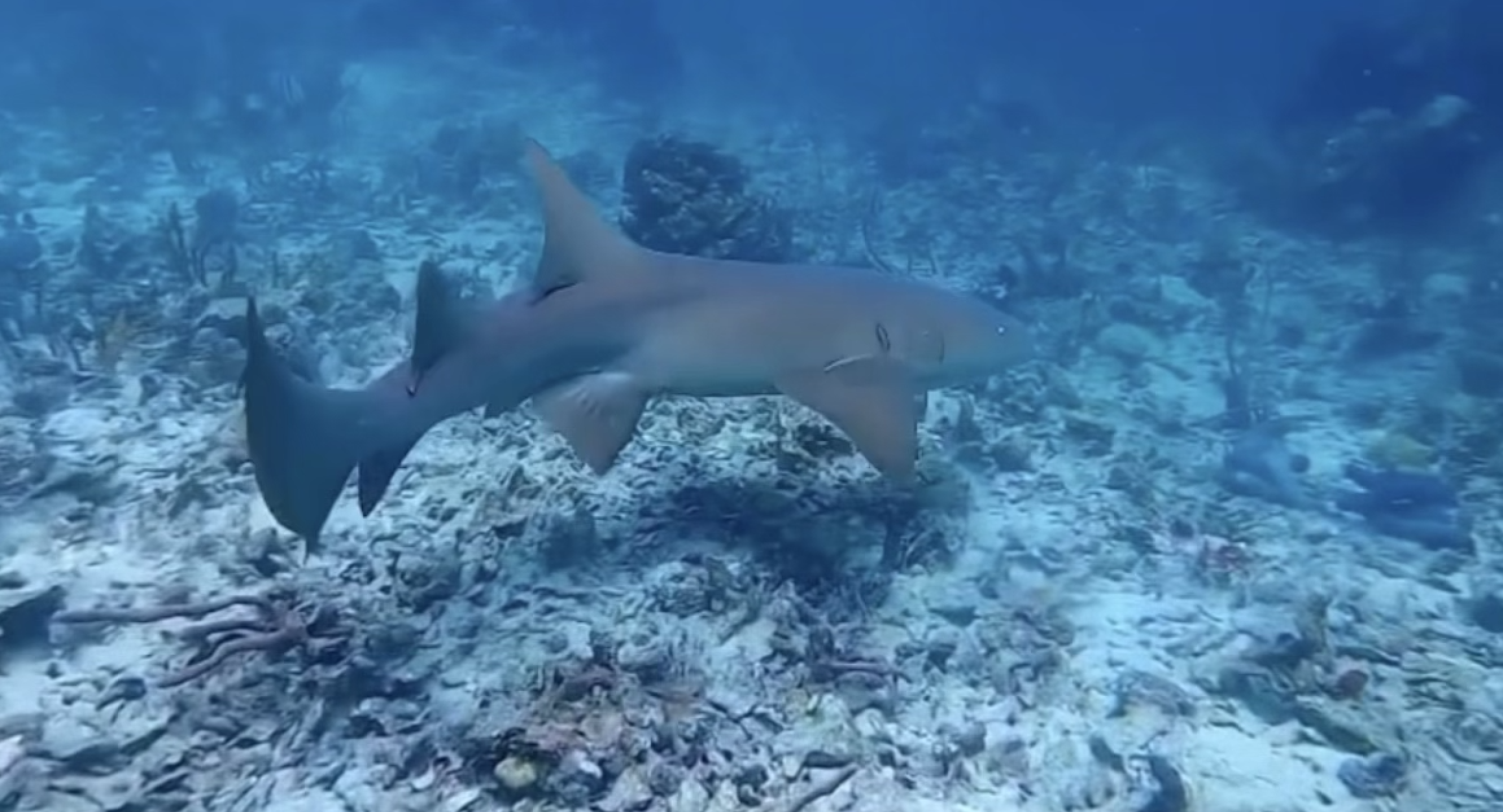 Nurse shark photographed while at a snorkel site