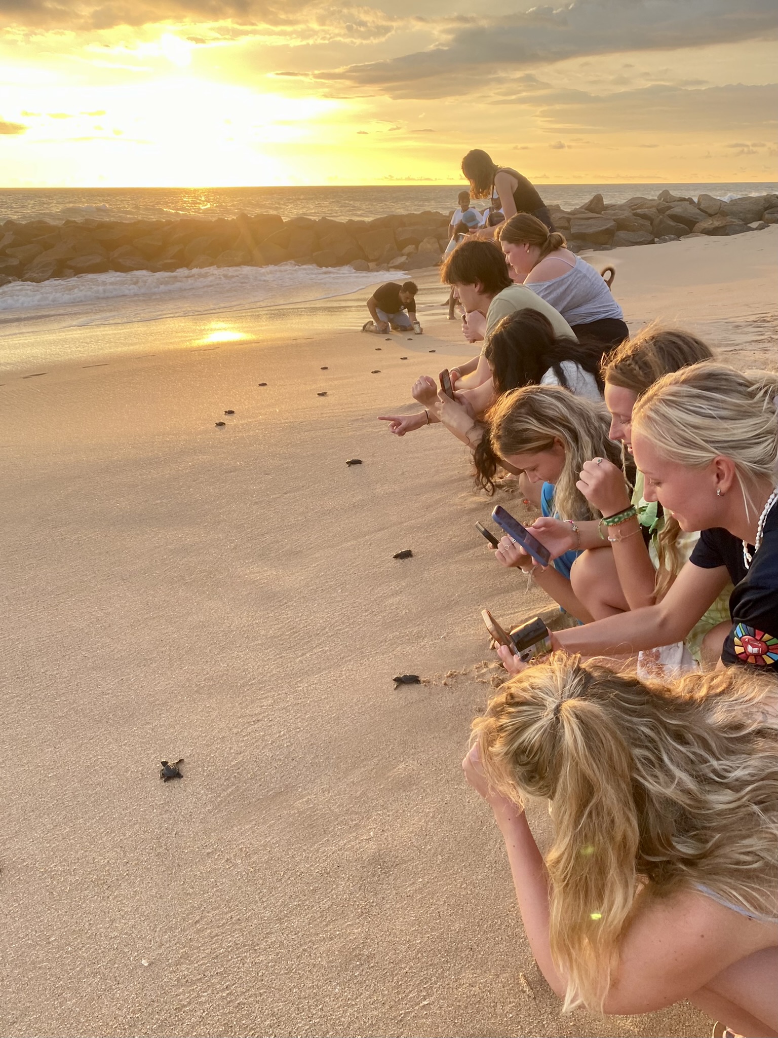 Turtle release!
