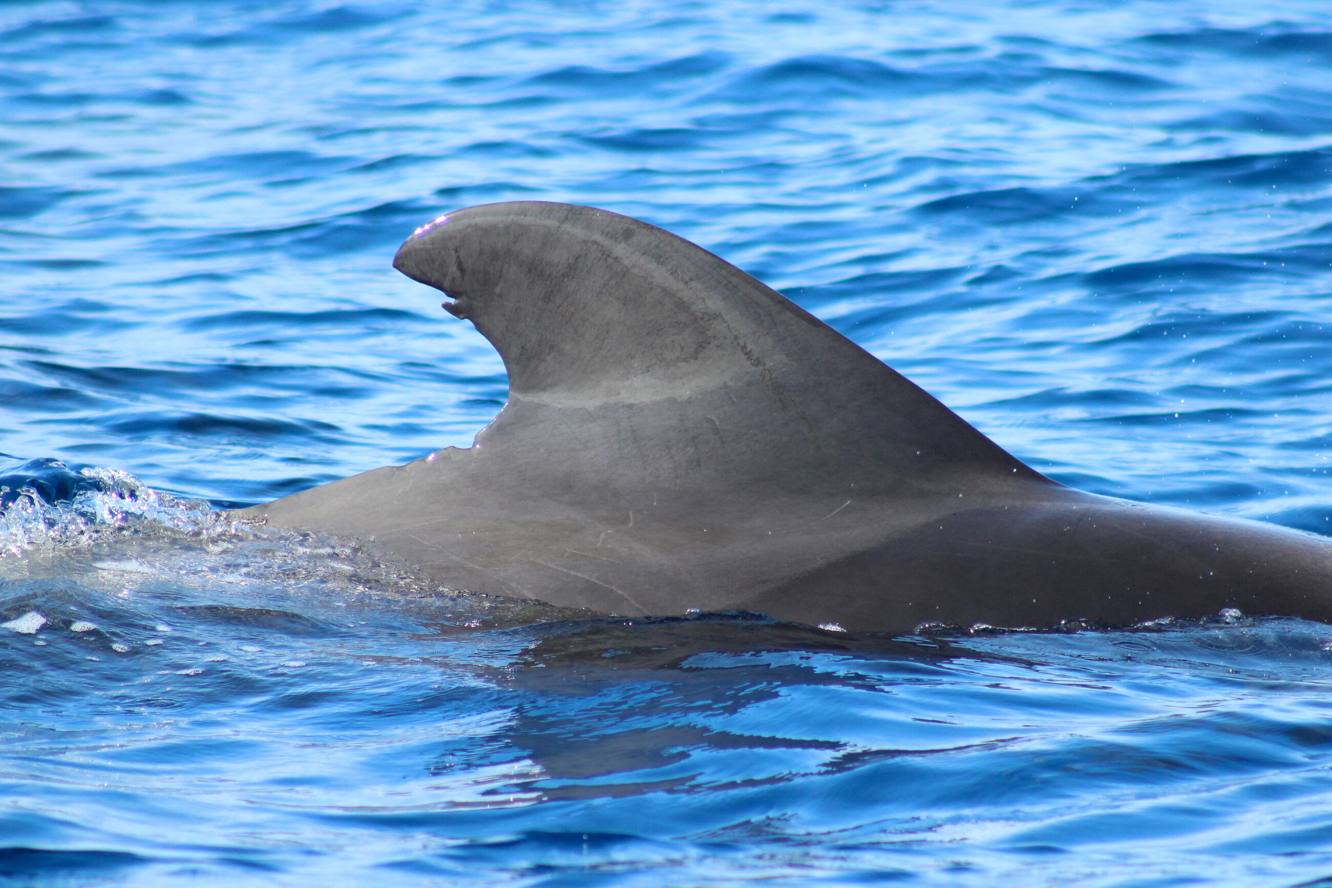 Pilot whale fin