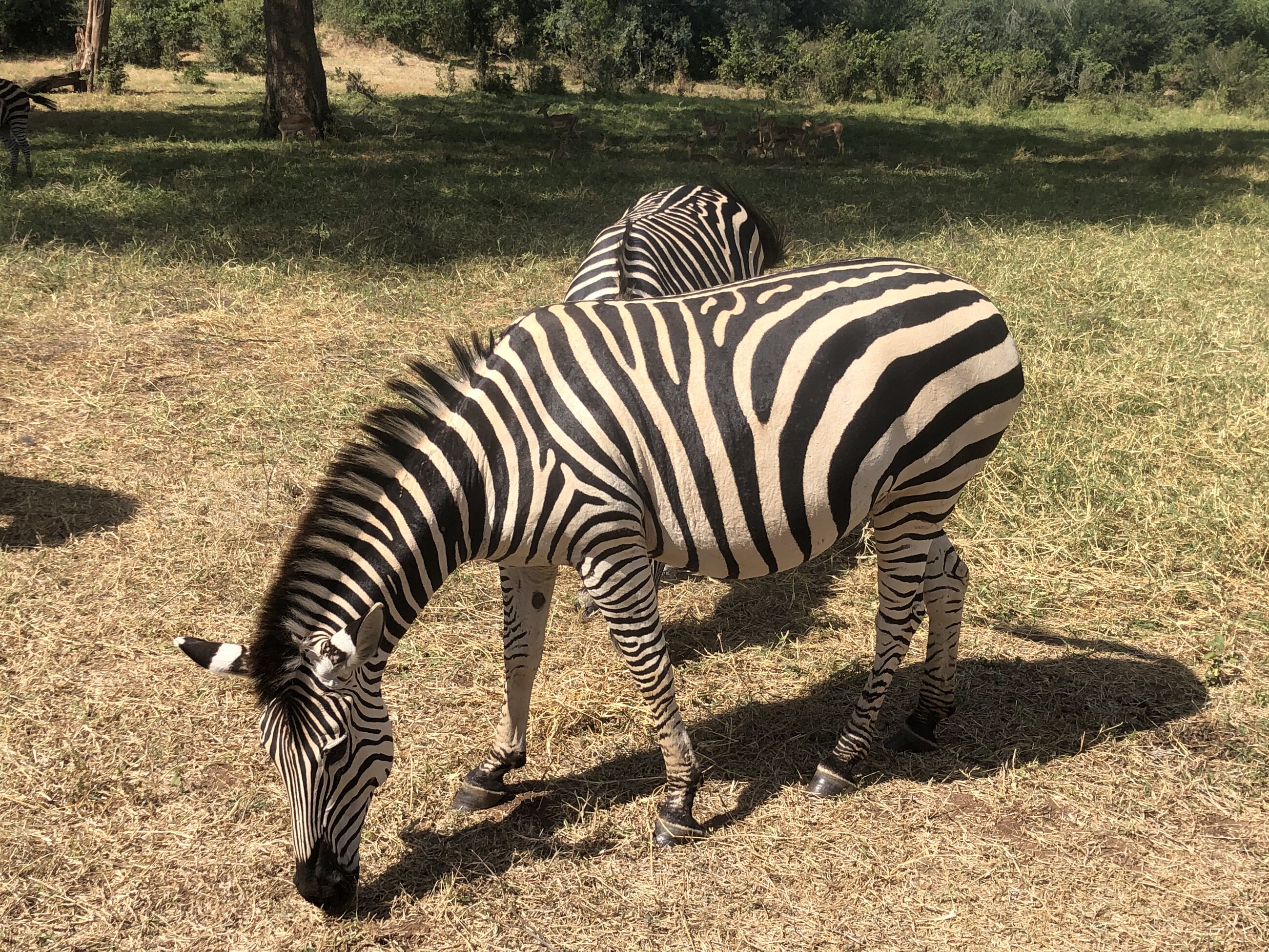 Some lovely Zebras came to say hi