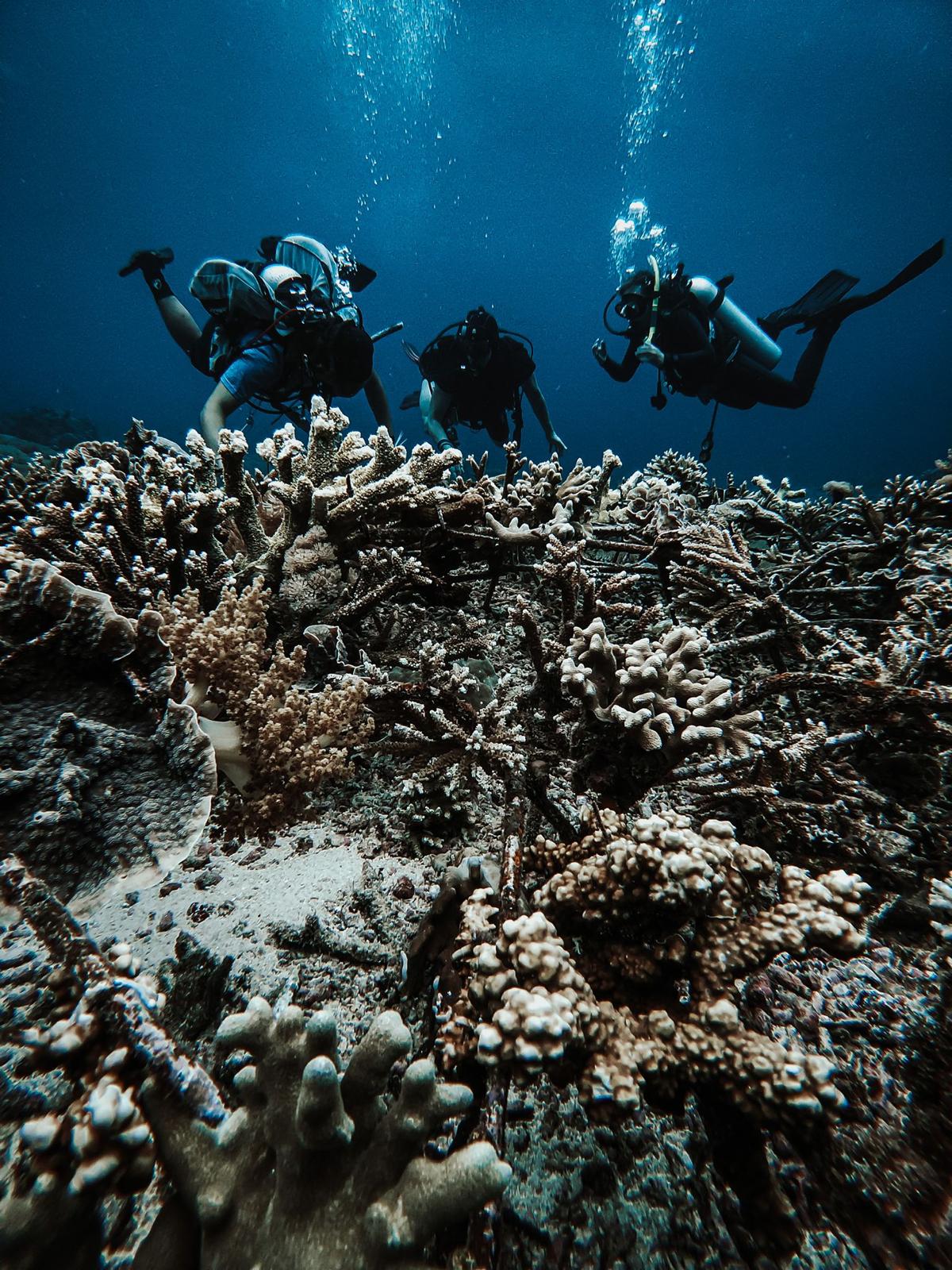 Working the coral patch, part of a coral restoration and rejuvenation project of Project Laut, a conservation organization started by Nomads Diving Manager, Joma Dix. (photo my Madyson Clost)