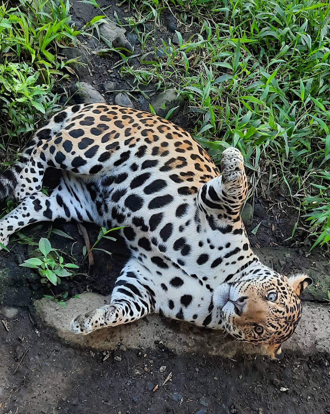 jaguar