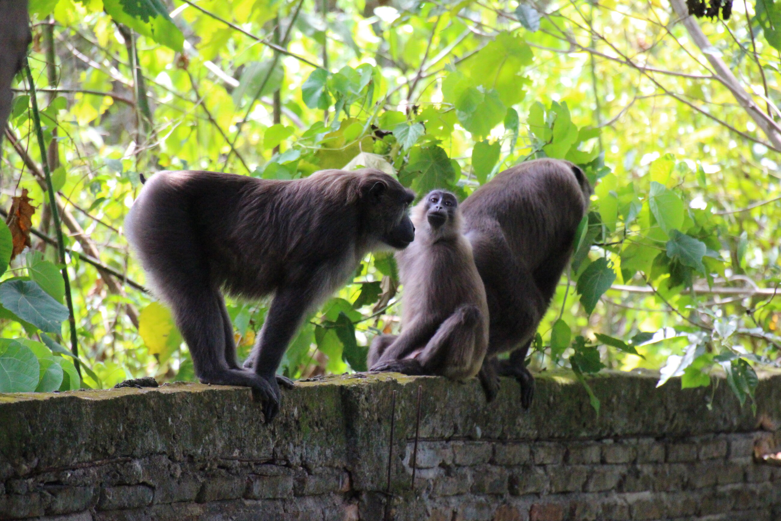 Some neighbours