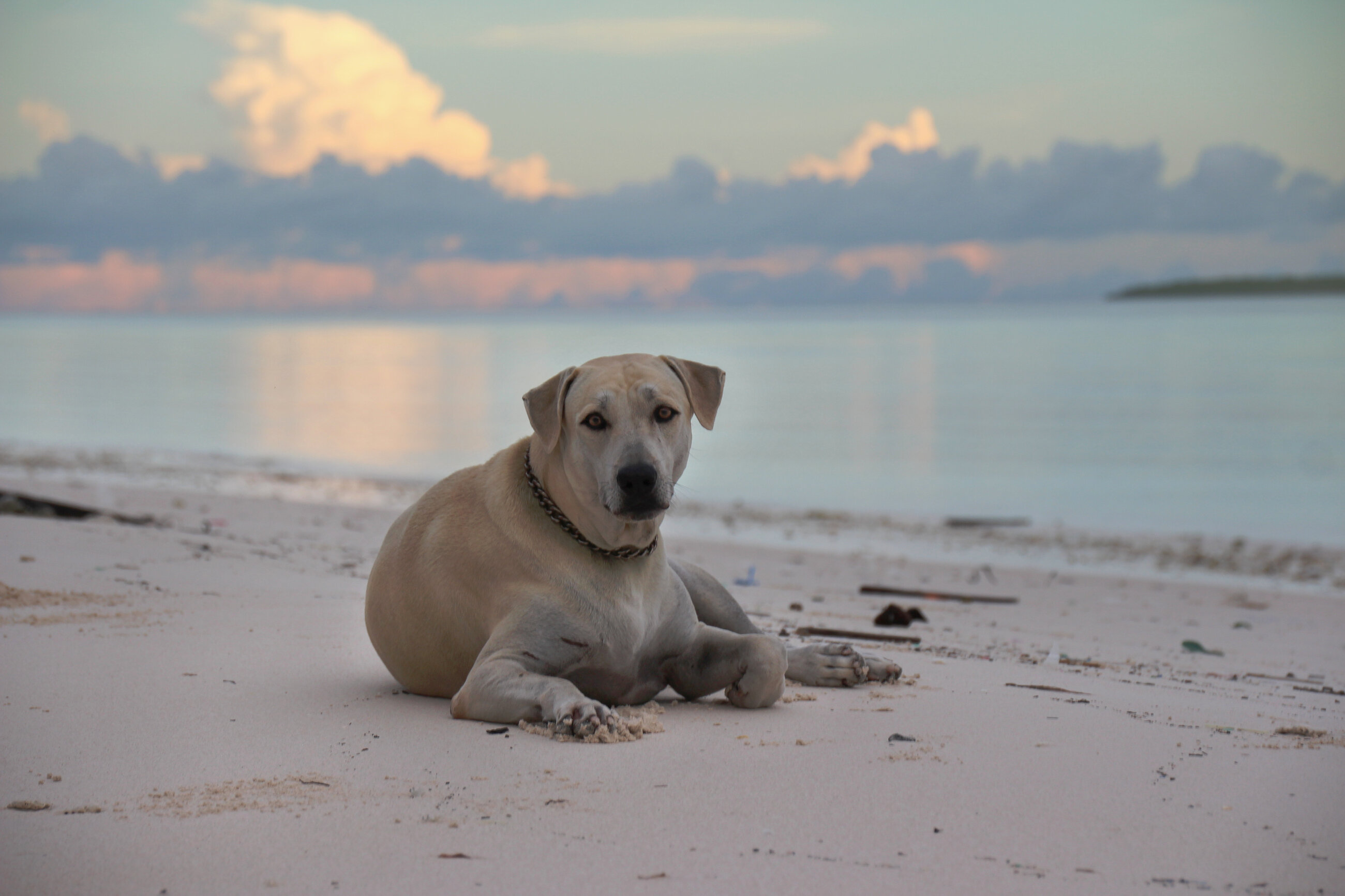 Luffy, the loveliest dog