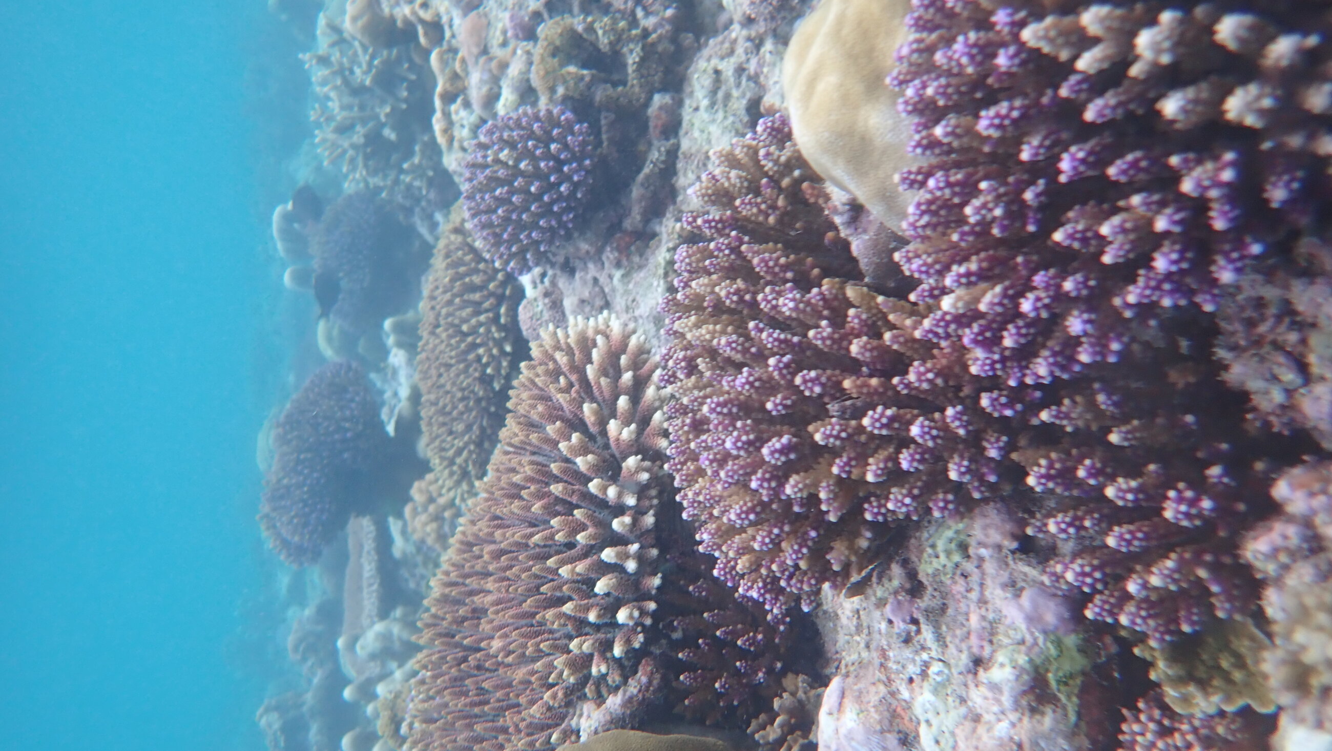 House reef