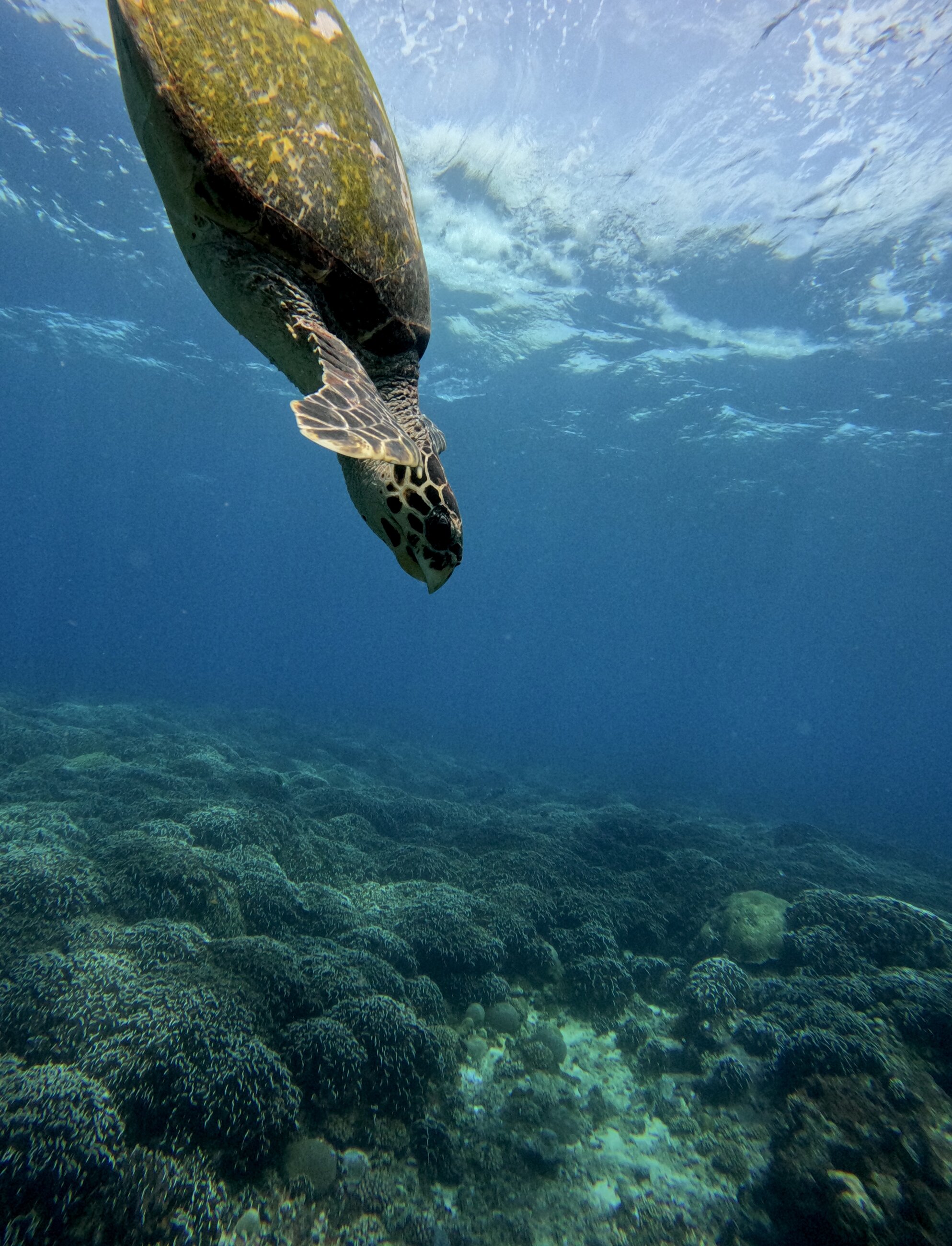 Turtle on Our House Reef