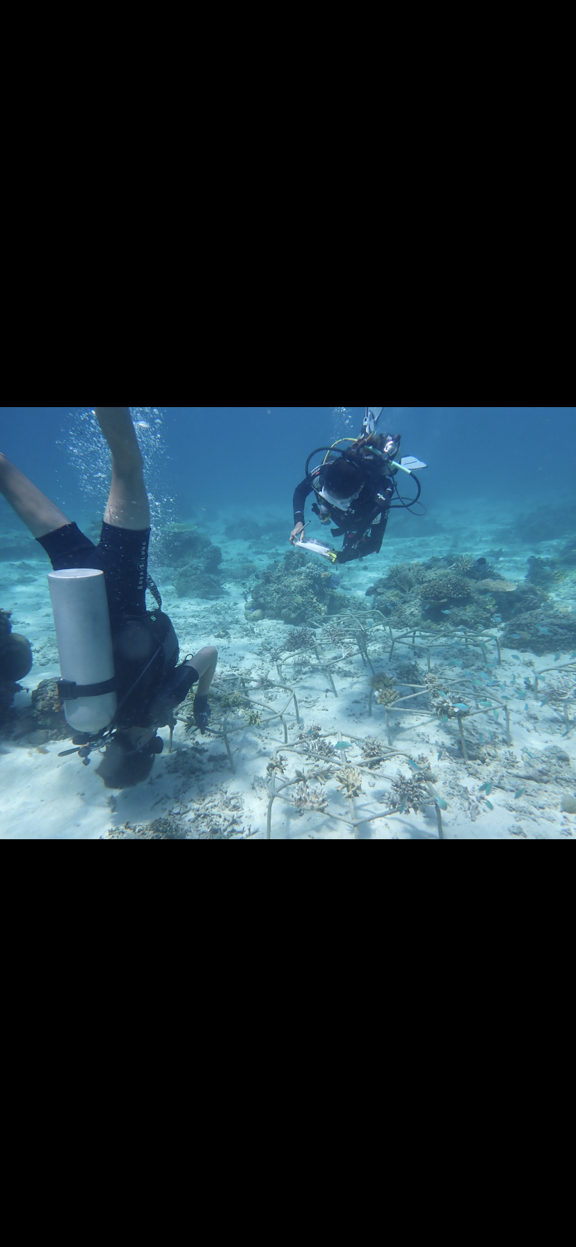 Coral measuring dive with divemaster Delya
