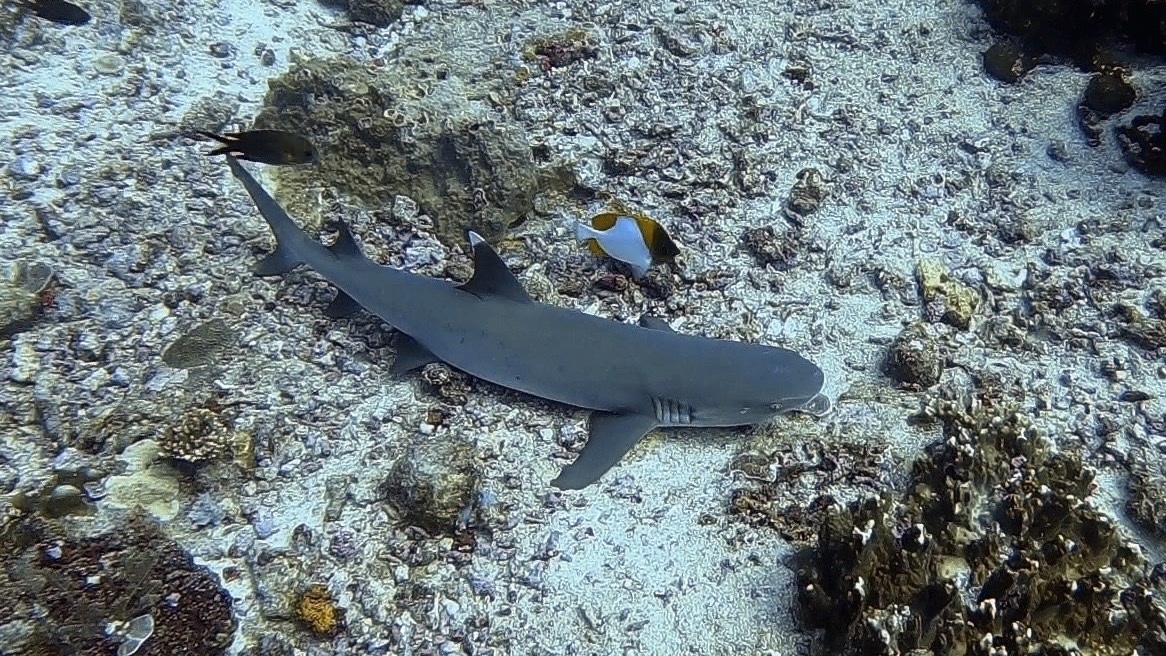 White tip reef shark