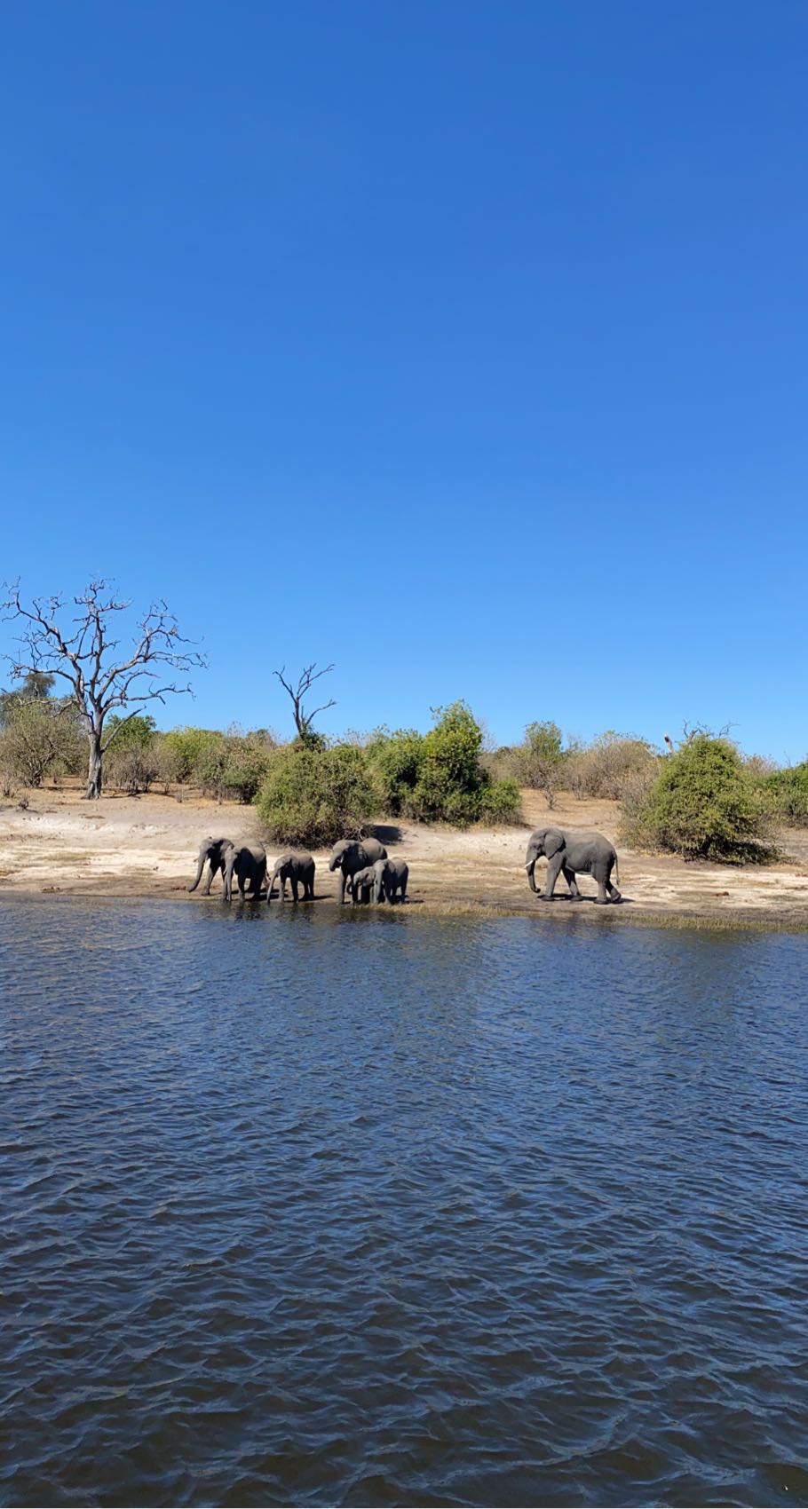 Chobe national park
