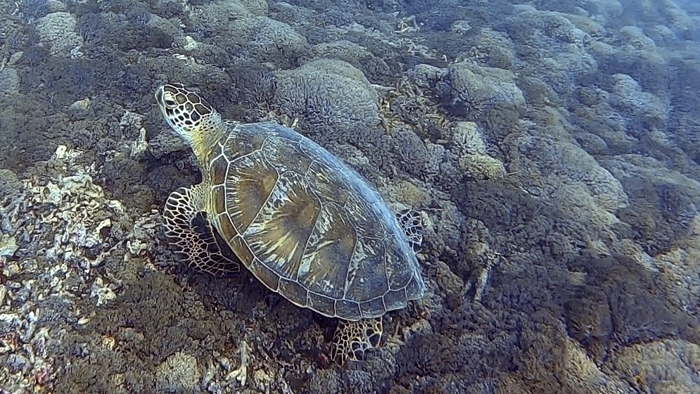 Green sea turtle
