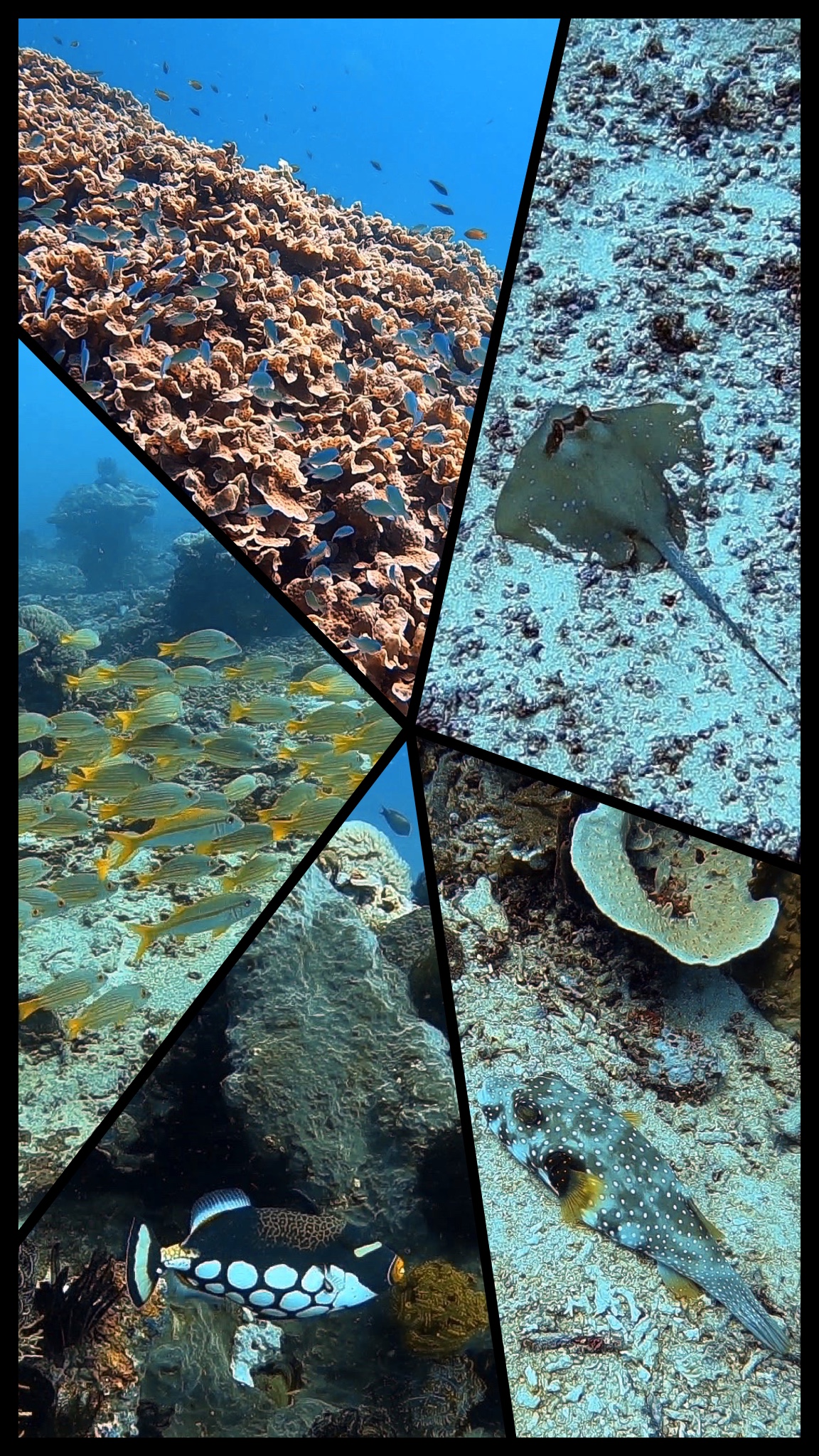 Amazing underwater world!