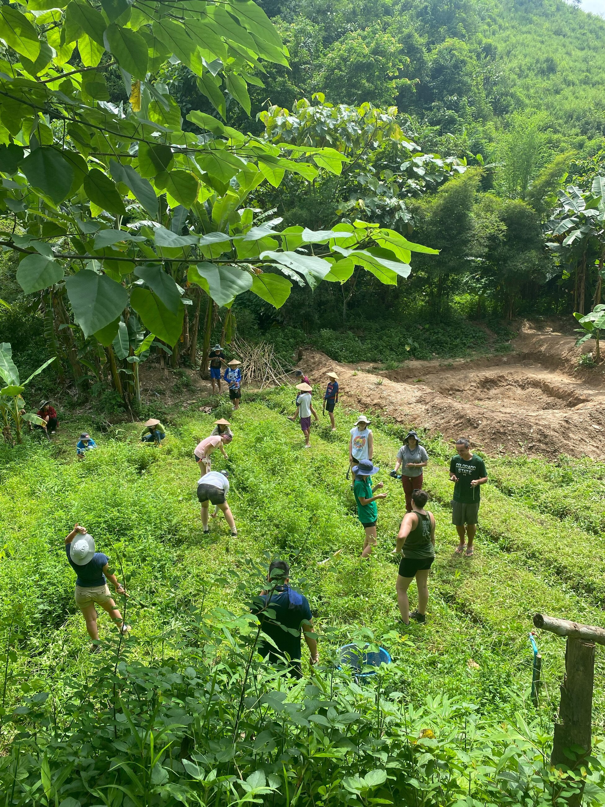 Permaculture plot