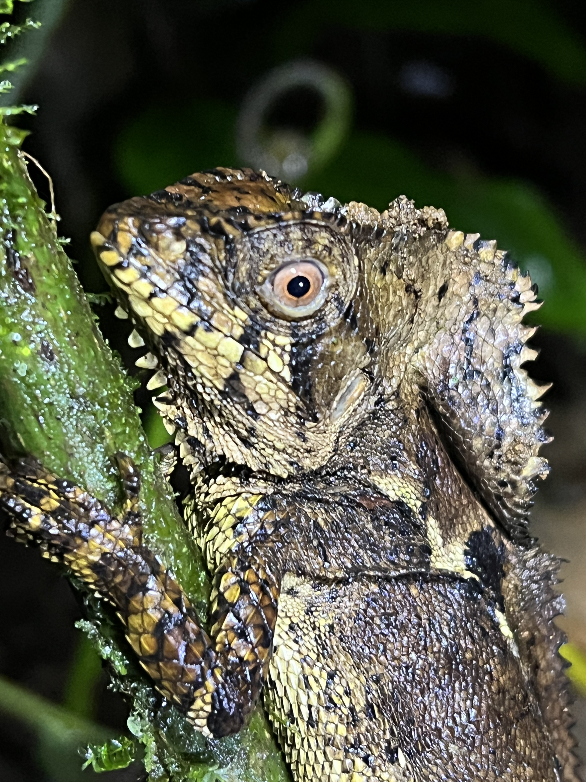 Close up view during a night hike in a pitch black forest!