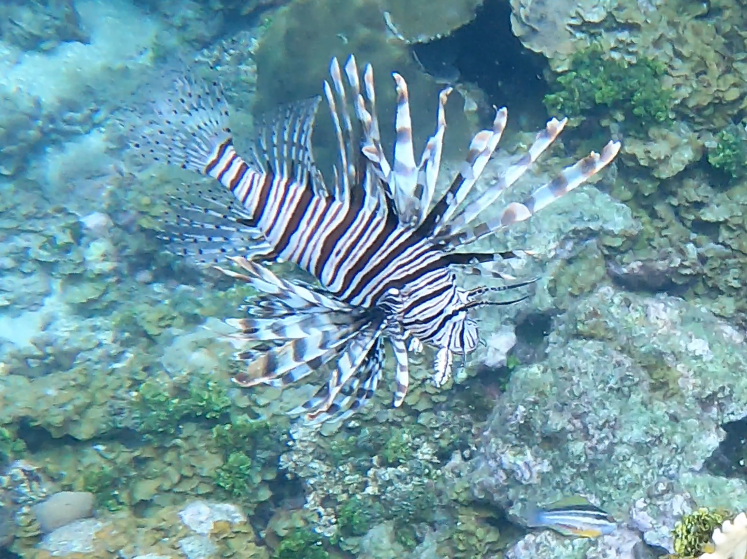 Lionfish captured in Guna Yala during my independent study
