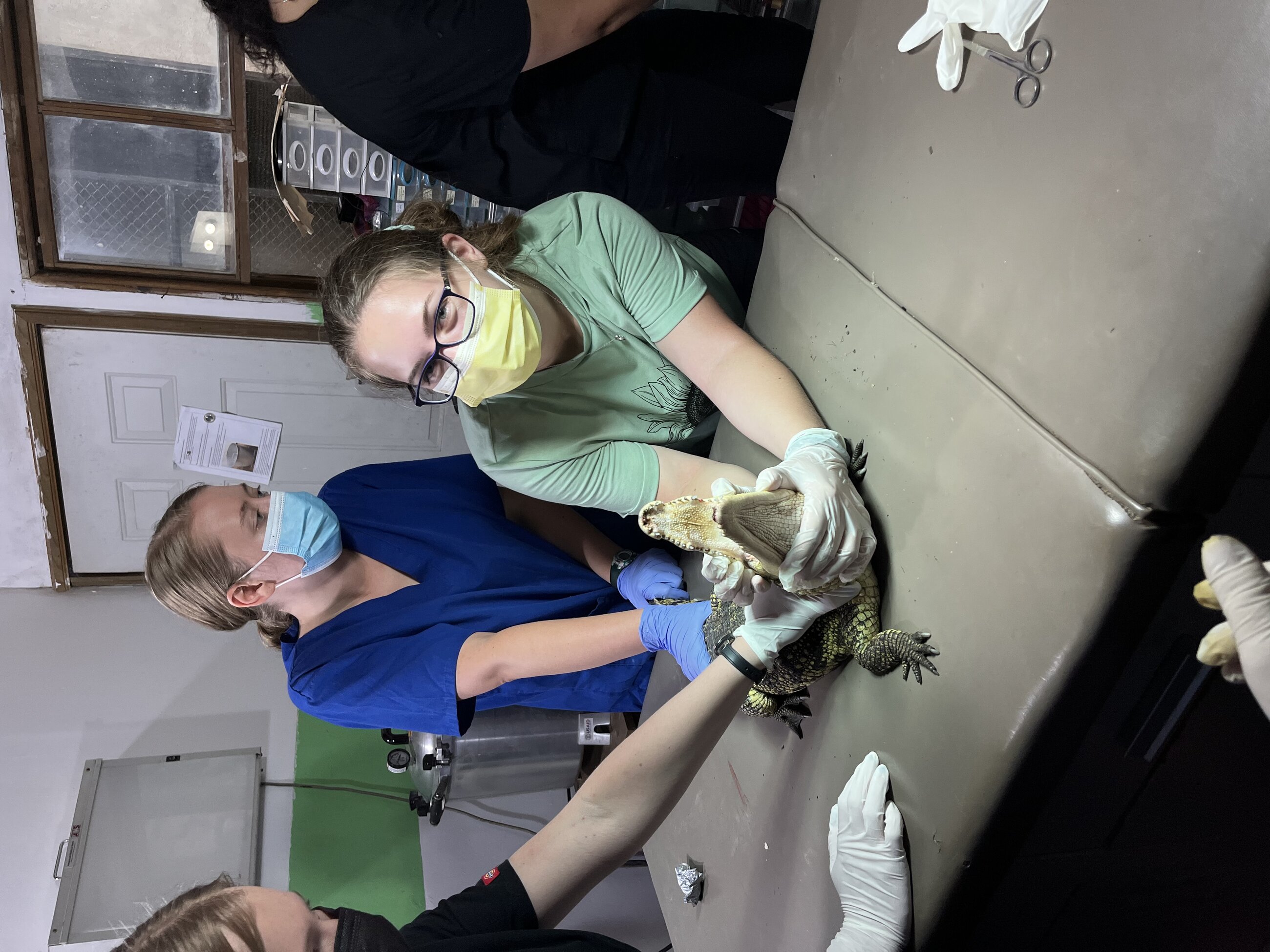 Performing a physical exam on a crocodile