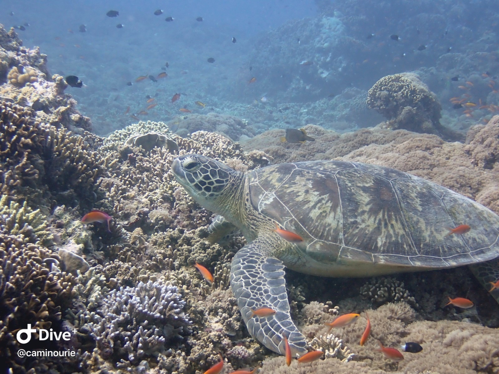 Green turtle