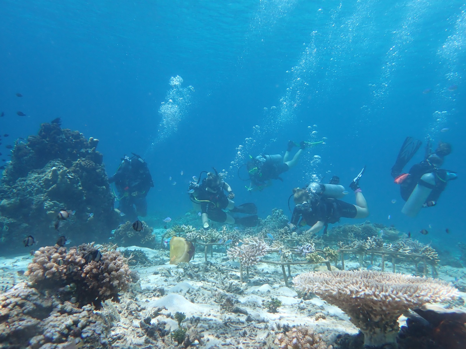 Coral restoration